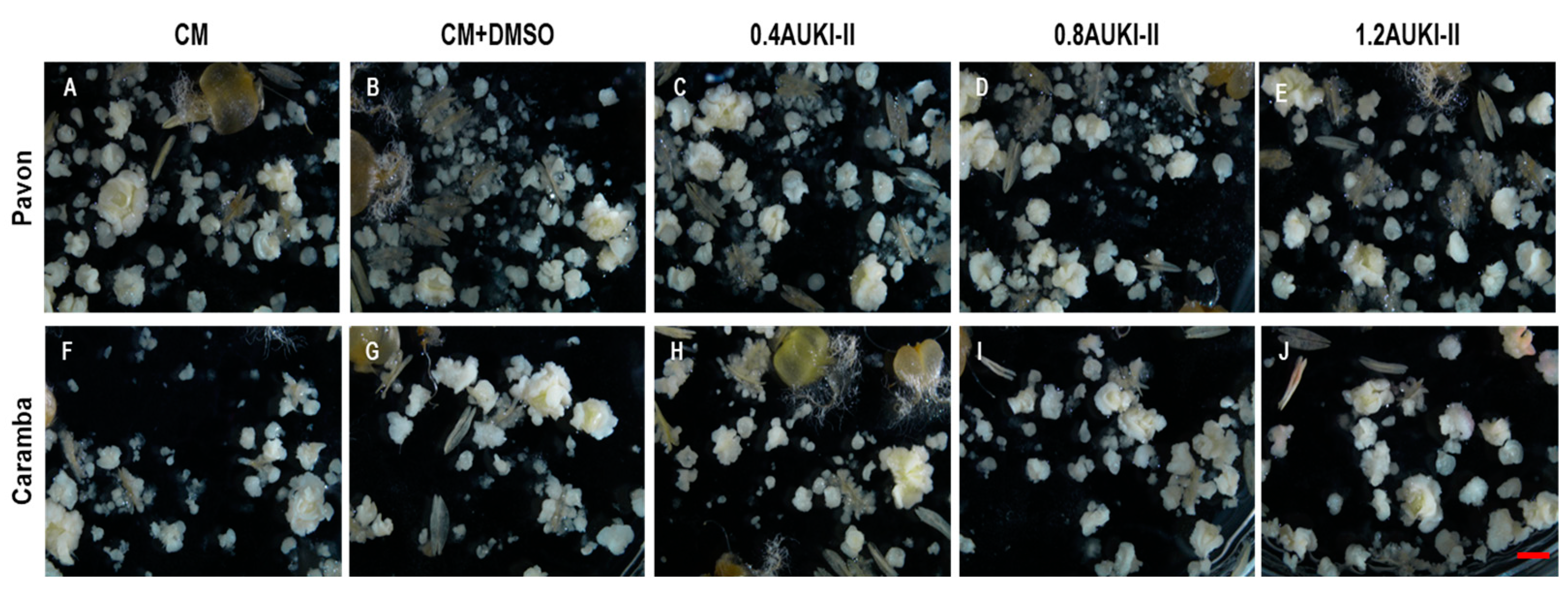 Plants 13 00772 g003 Plants 13 00772 g003