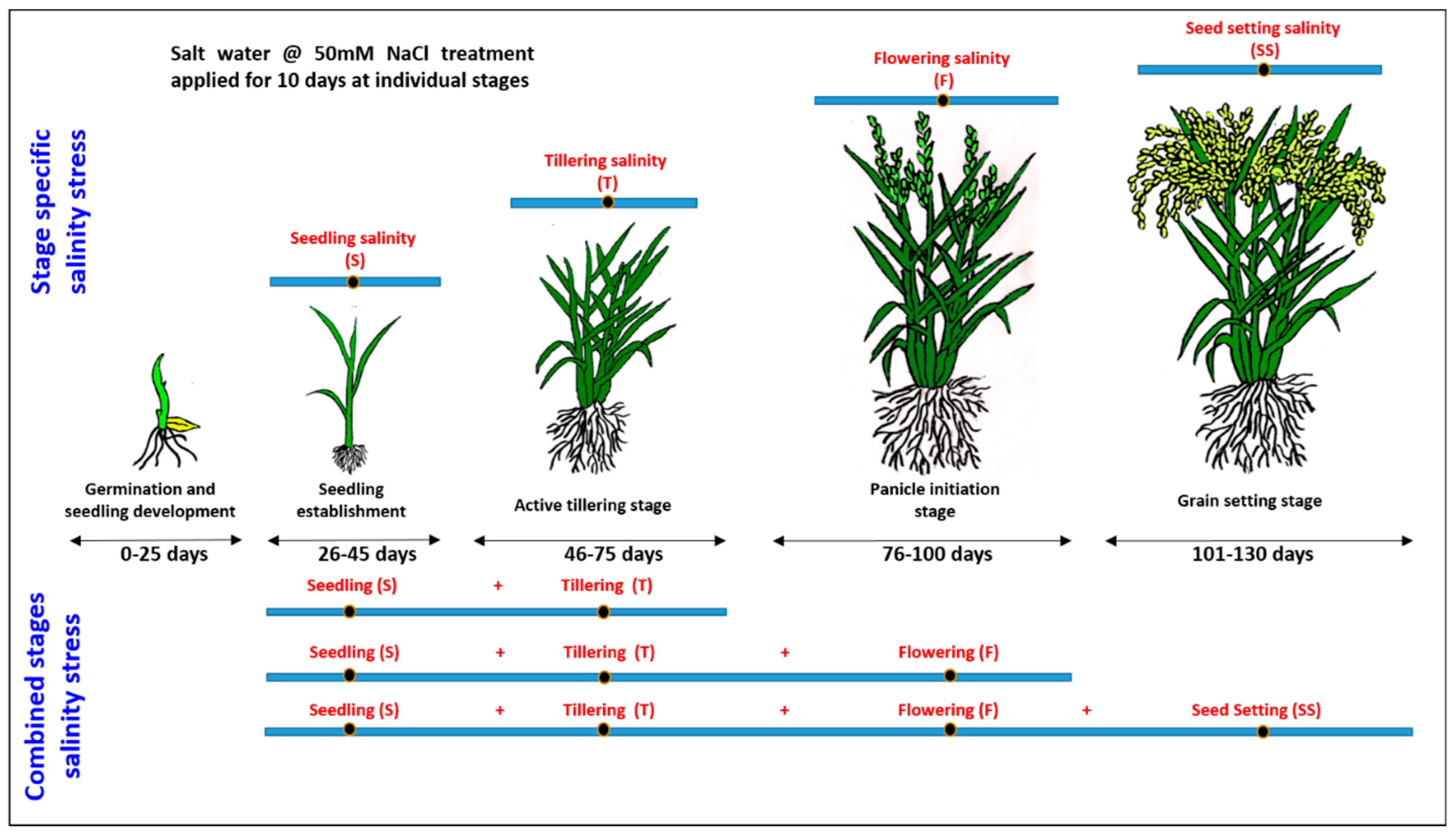 Plants 13 00778 g001