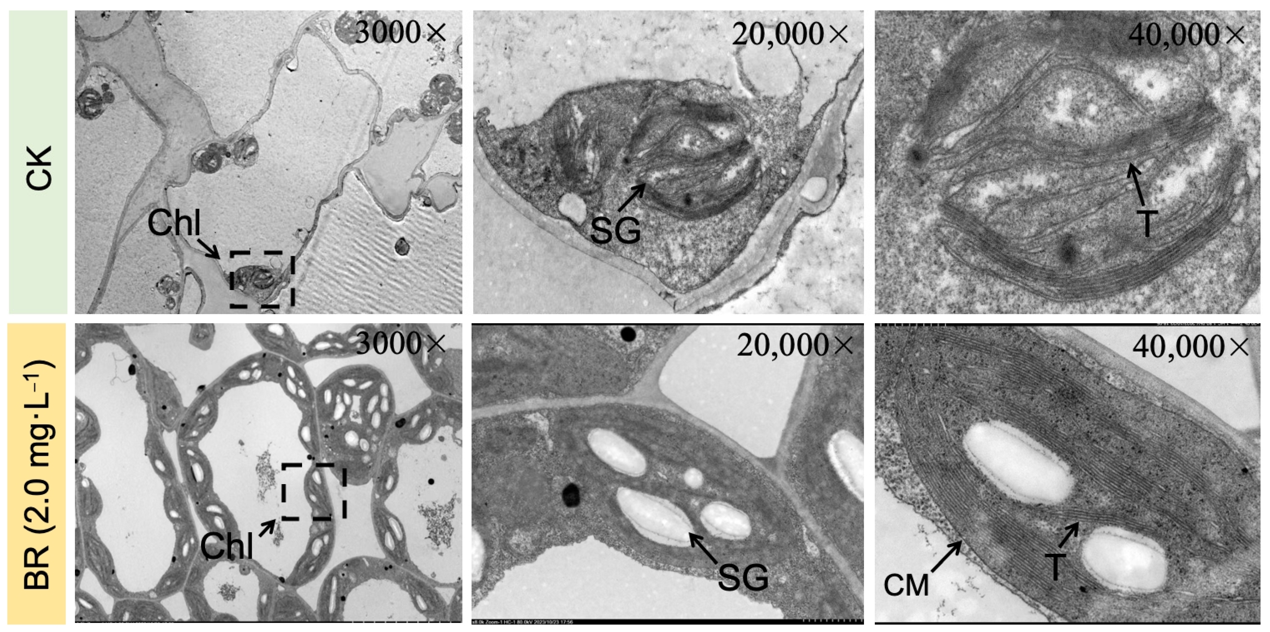 Plants 13 00779 g002