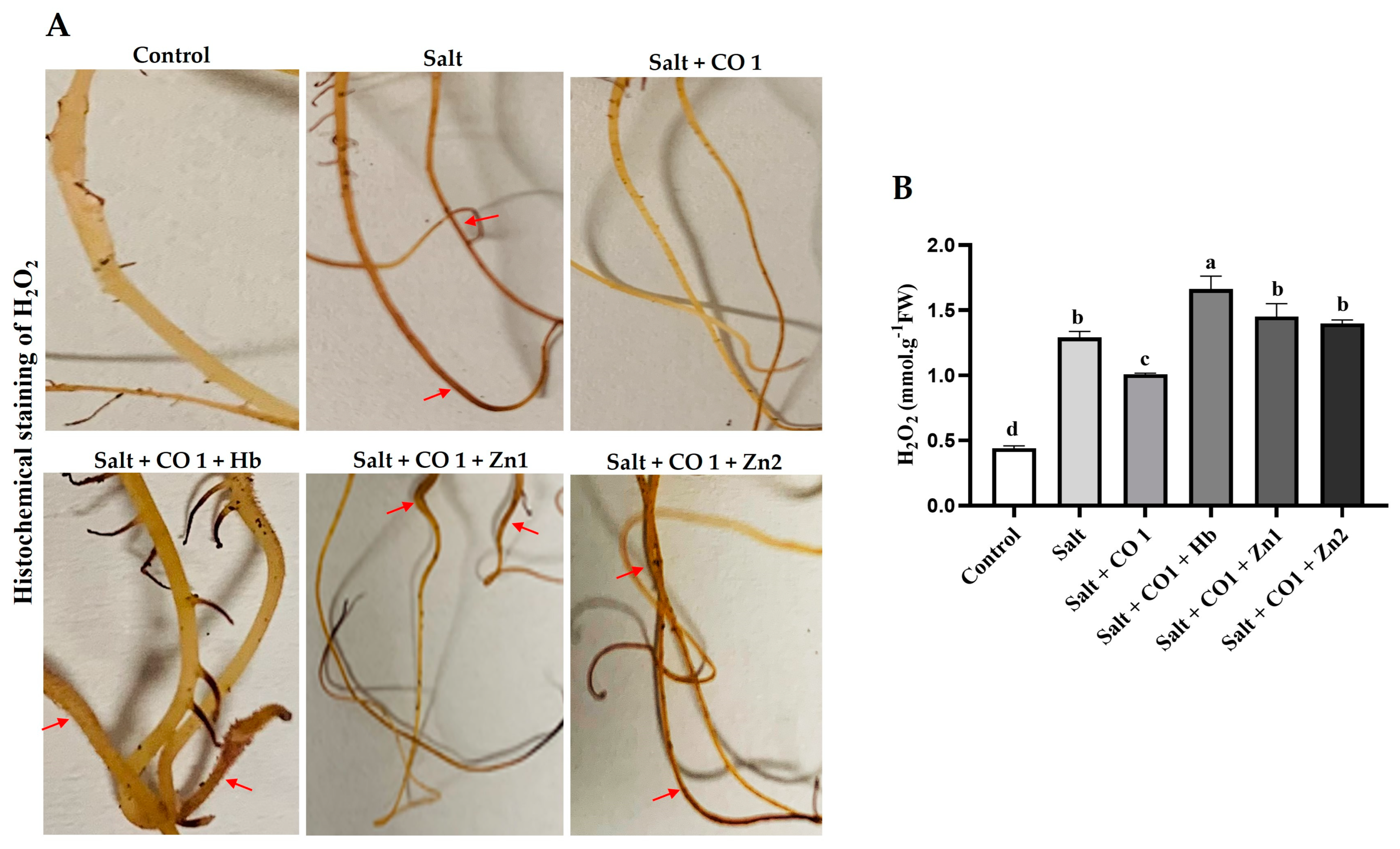 Plants 13 00782 g002 Plants 13 00782 g002