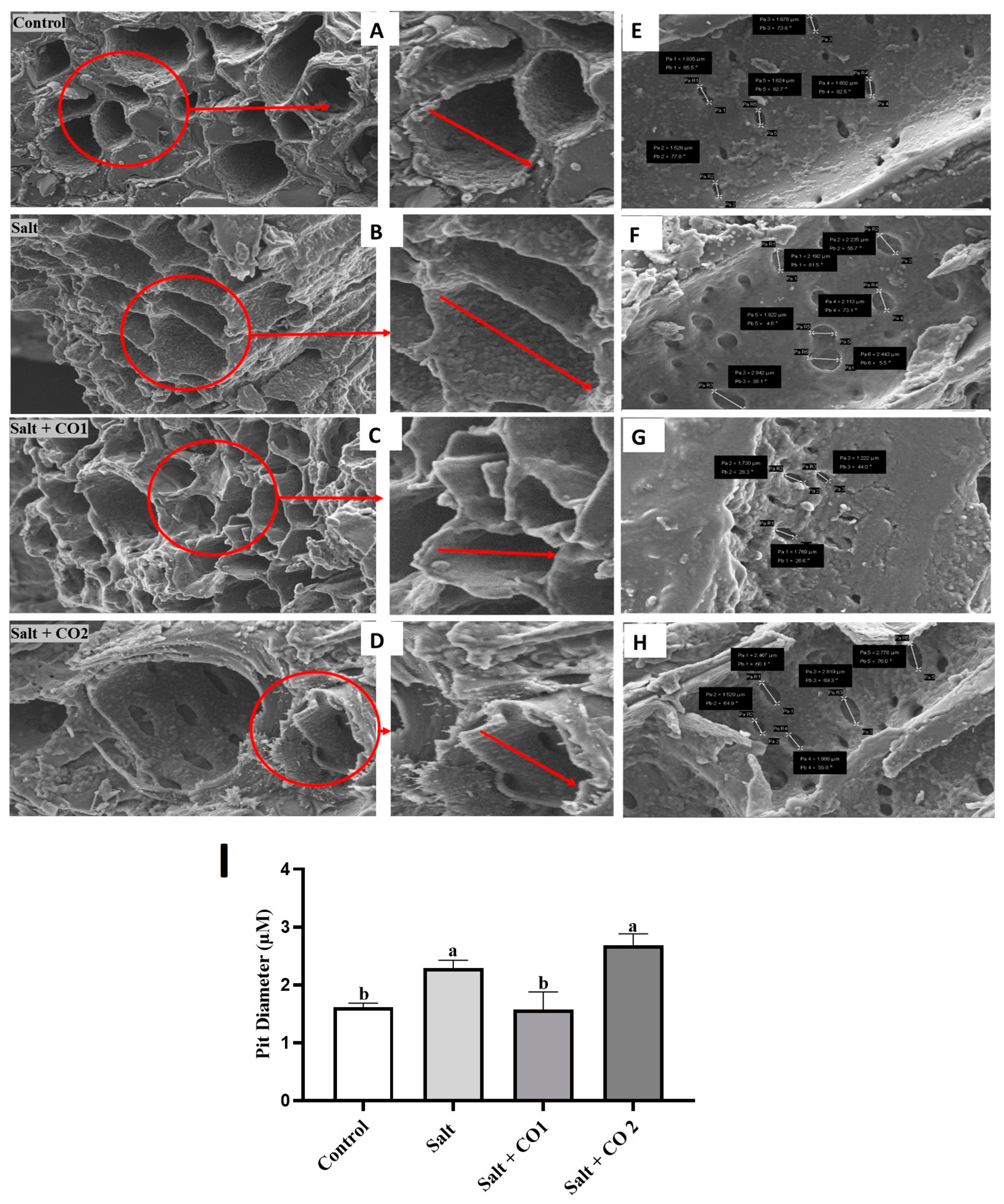 Plants 13 00782 g004 Plants 13 00782 g004