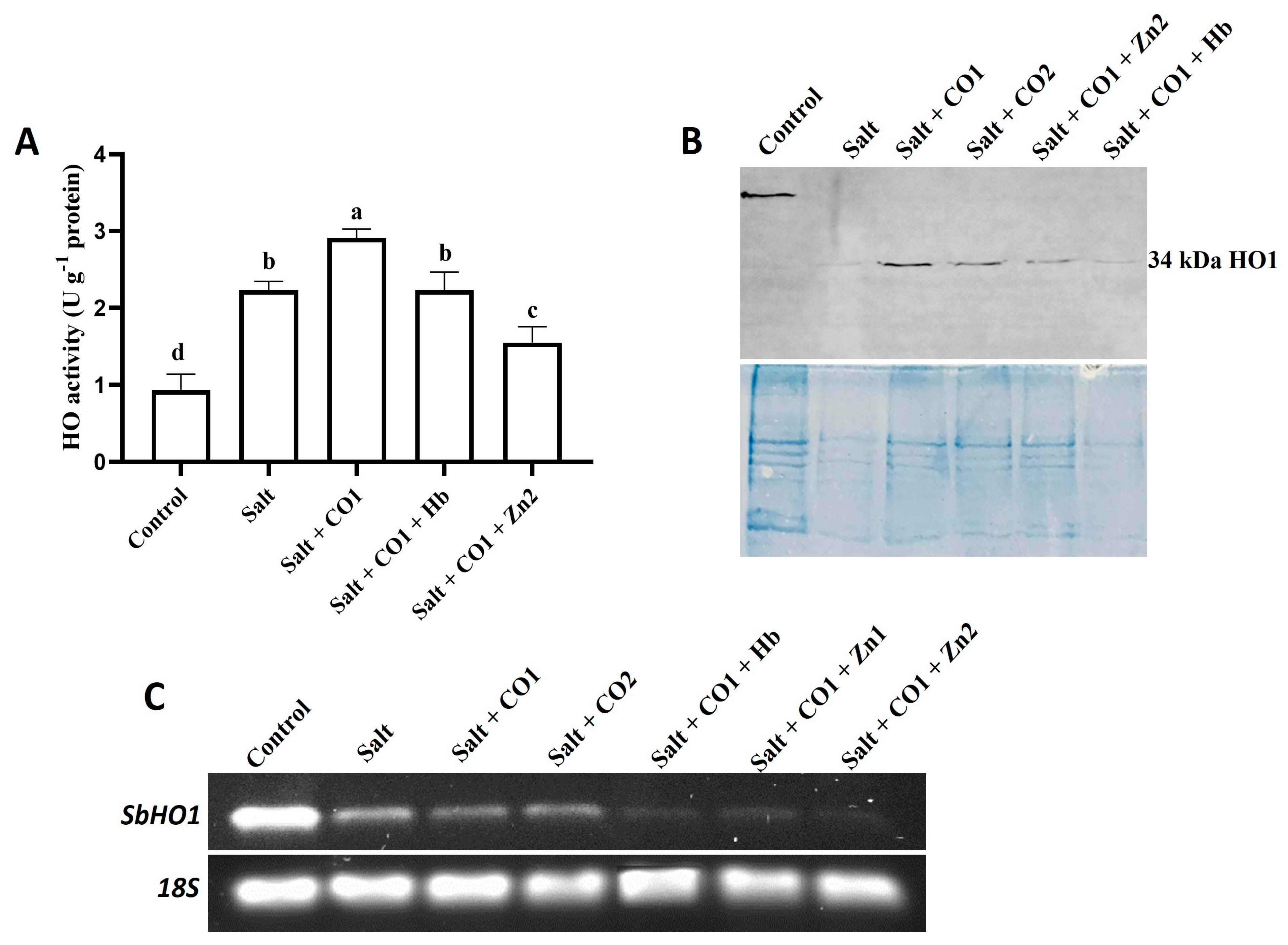 Plants 13 00782 g007 Plants 13 00782 g007