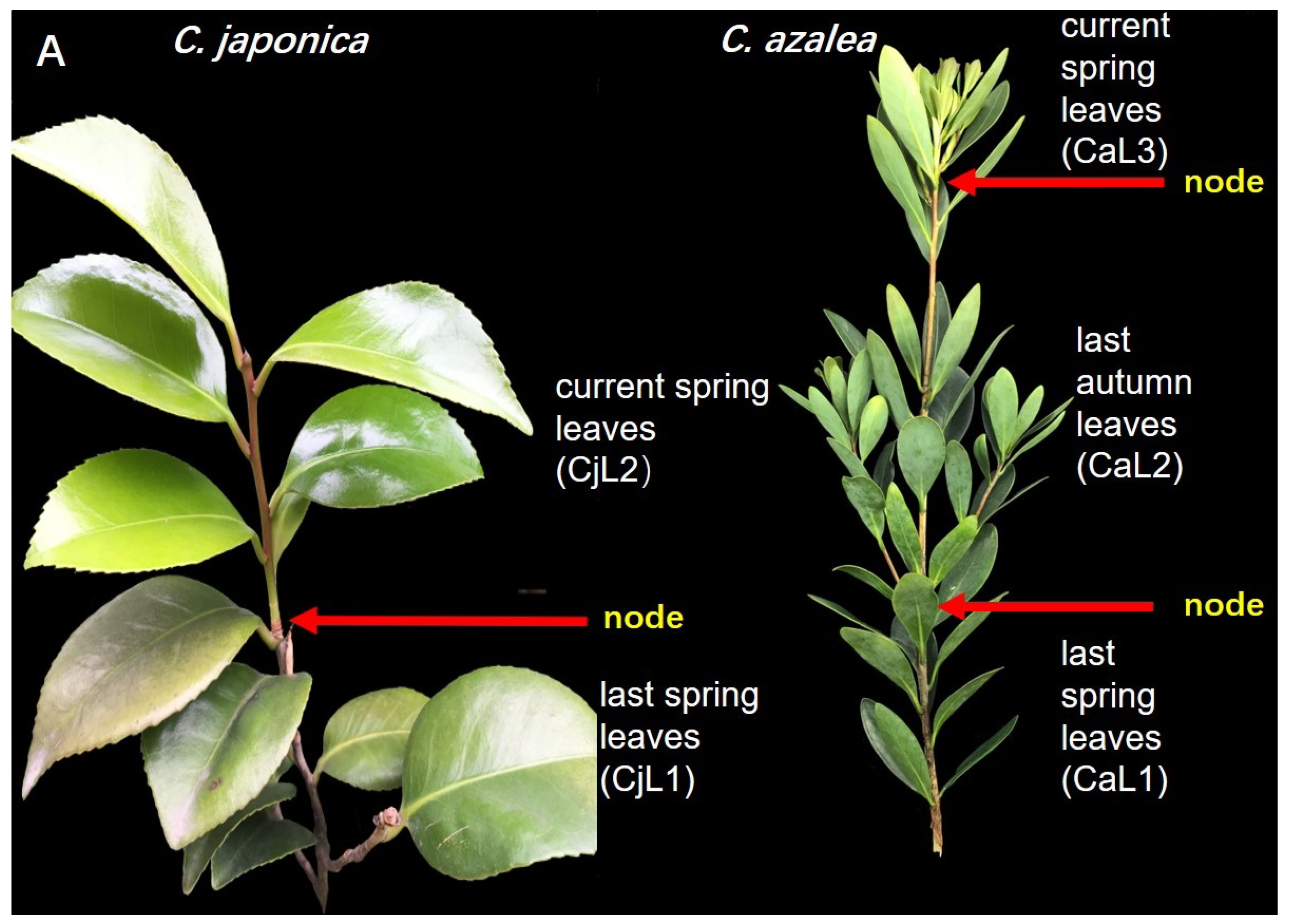 Plants 13 00784 g002a