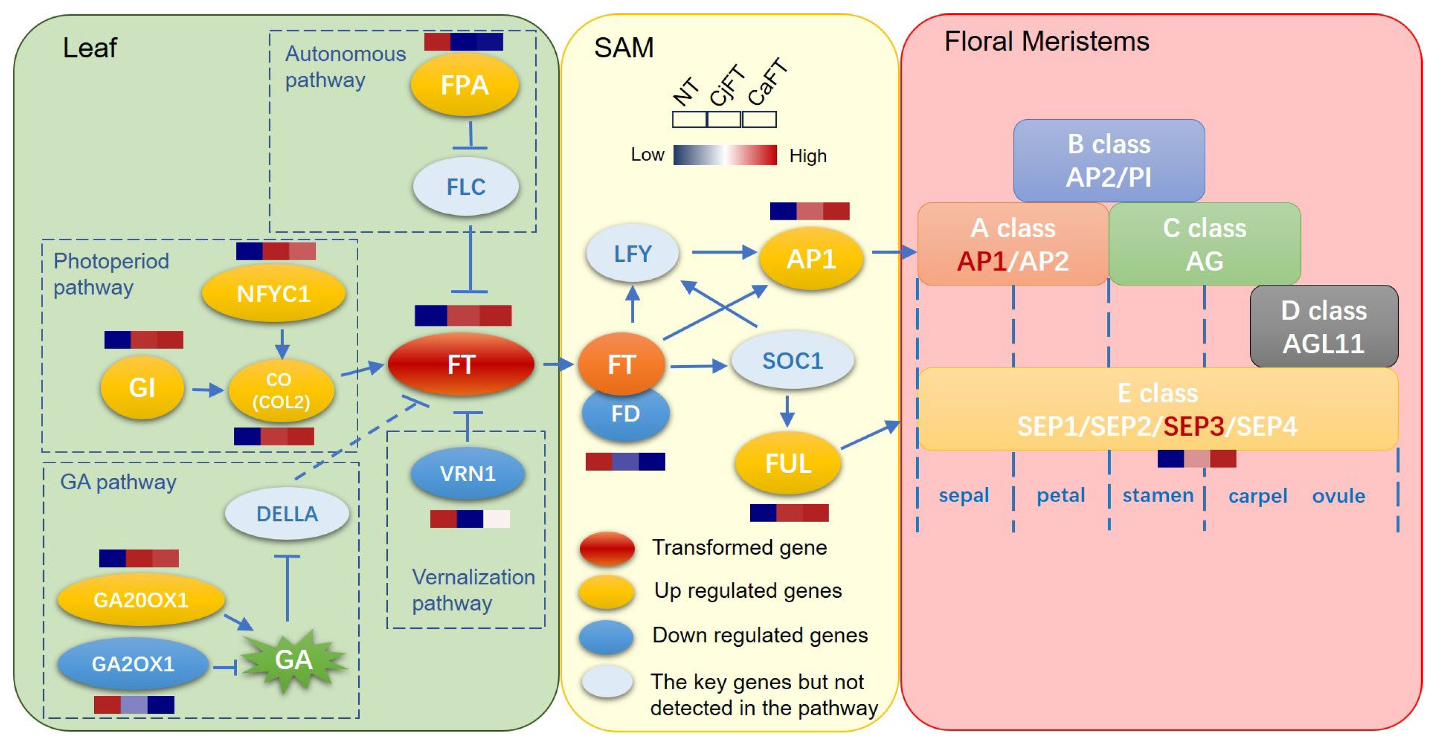 Plants 13 00784 g009