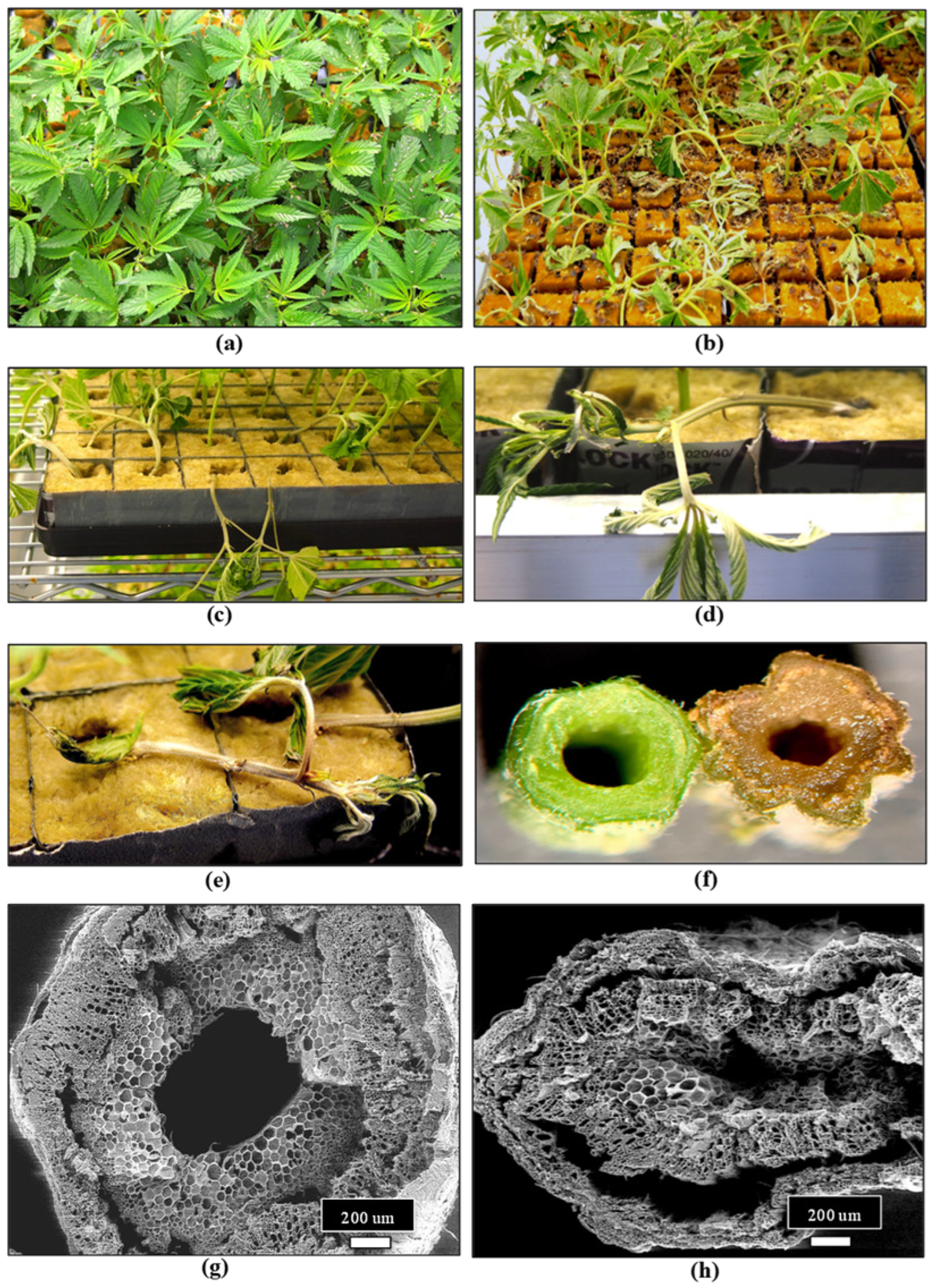 Plants 13 00786 g009