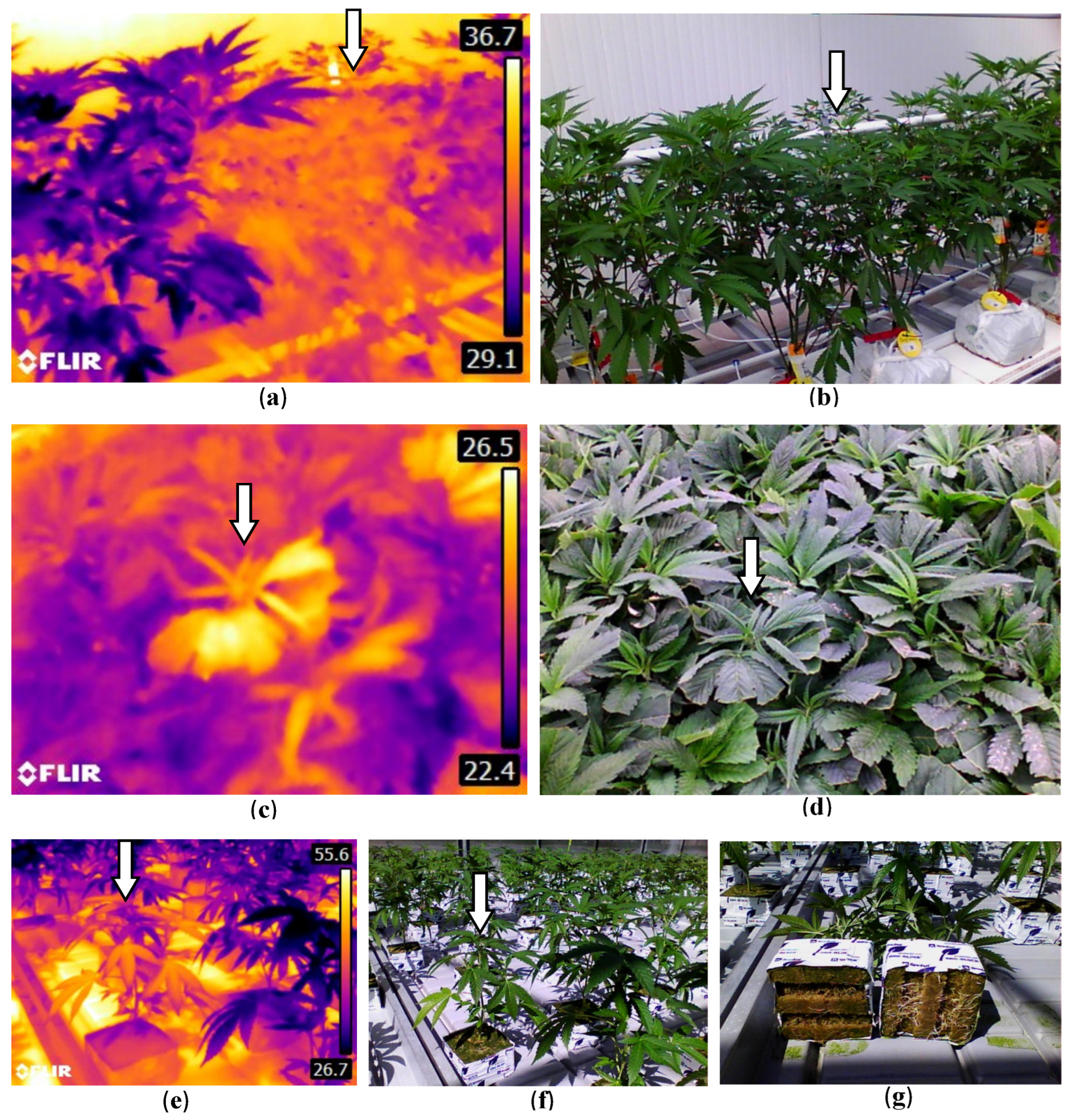 Plants 13 00786 g026