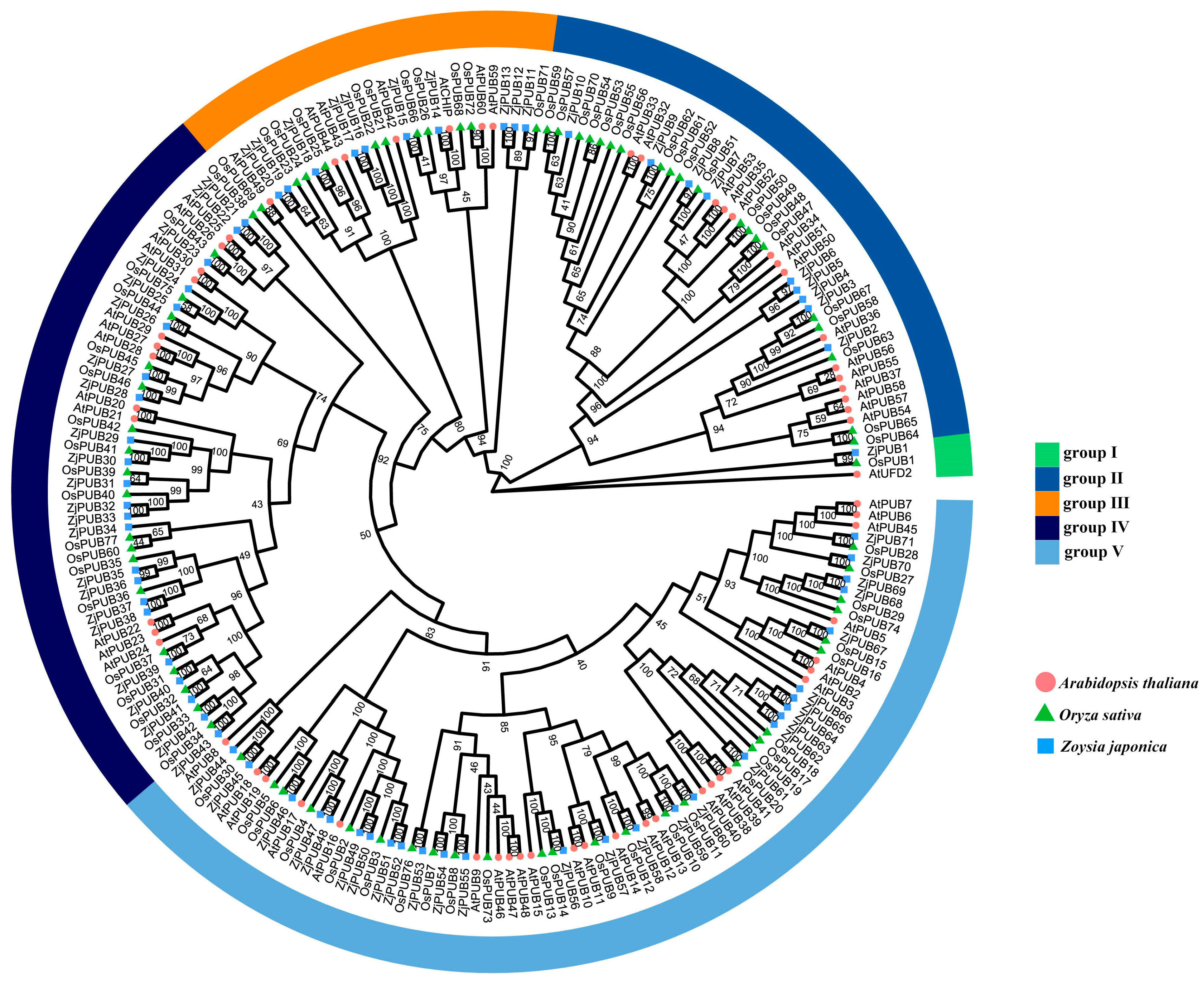 Plants 13 00788 g001