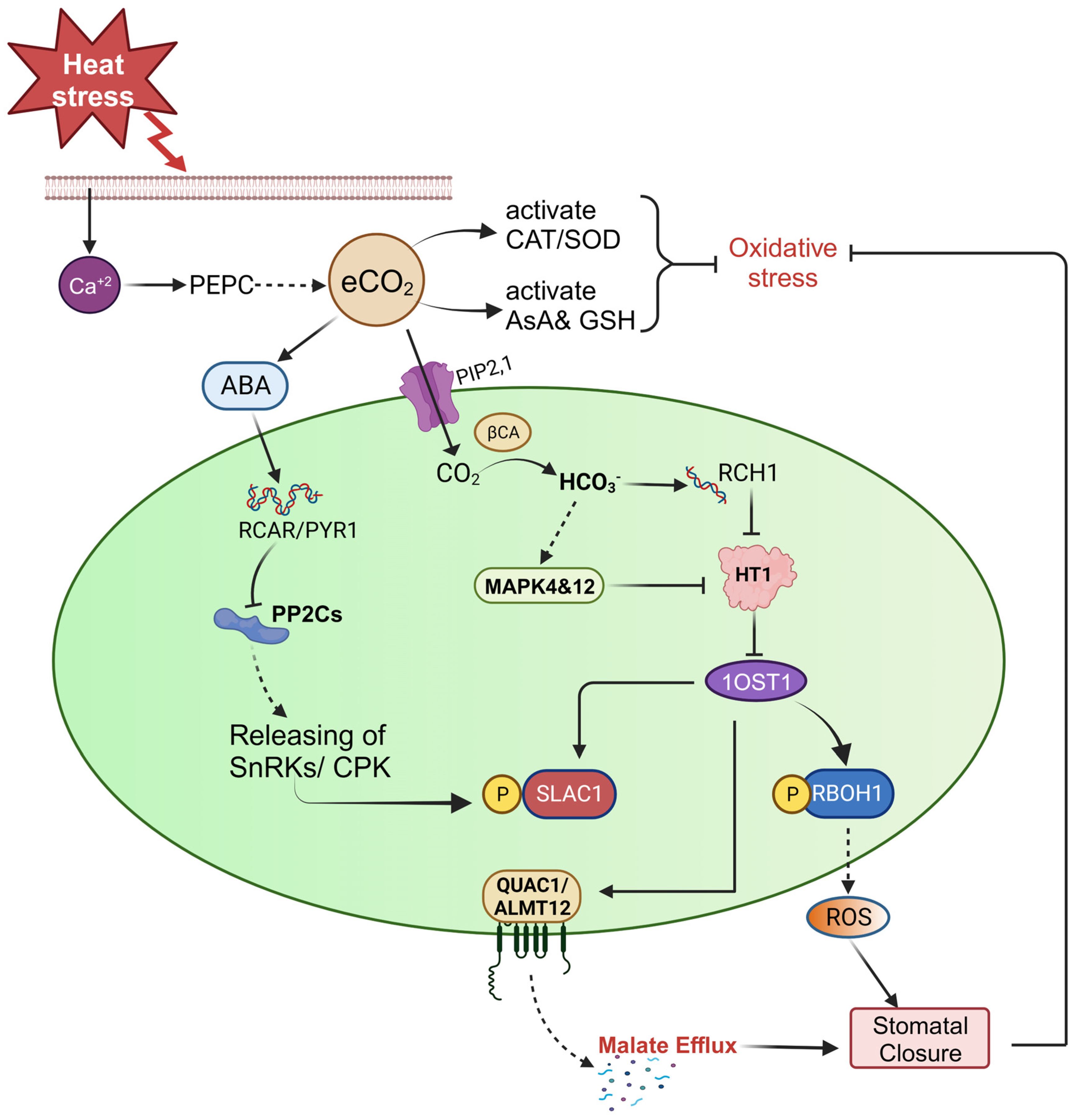 Plants 13 00791 g003