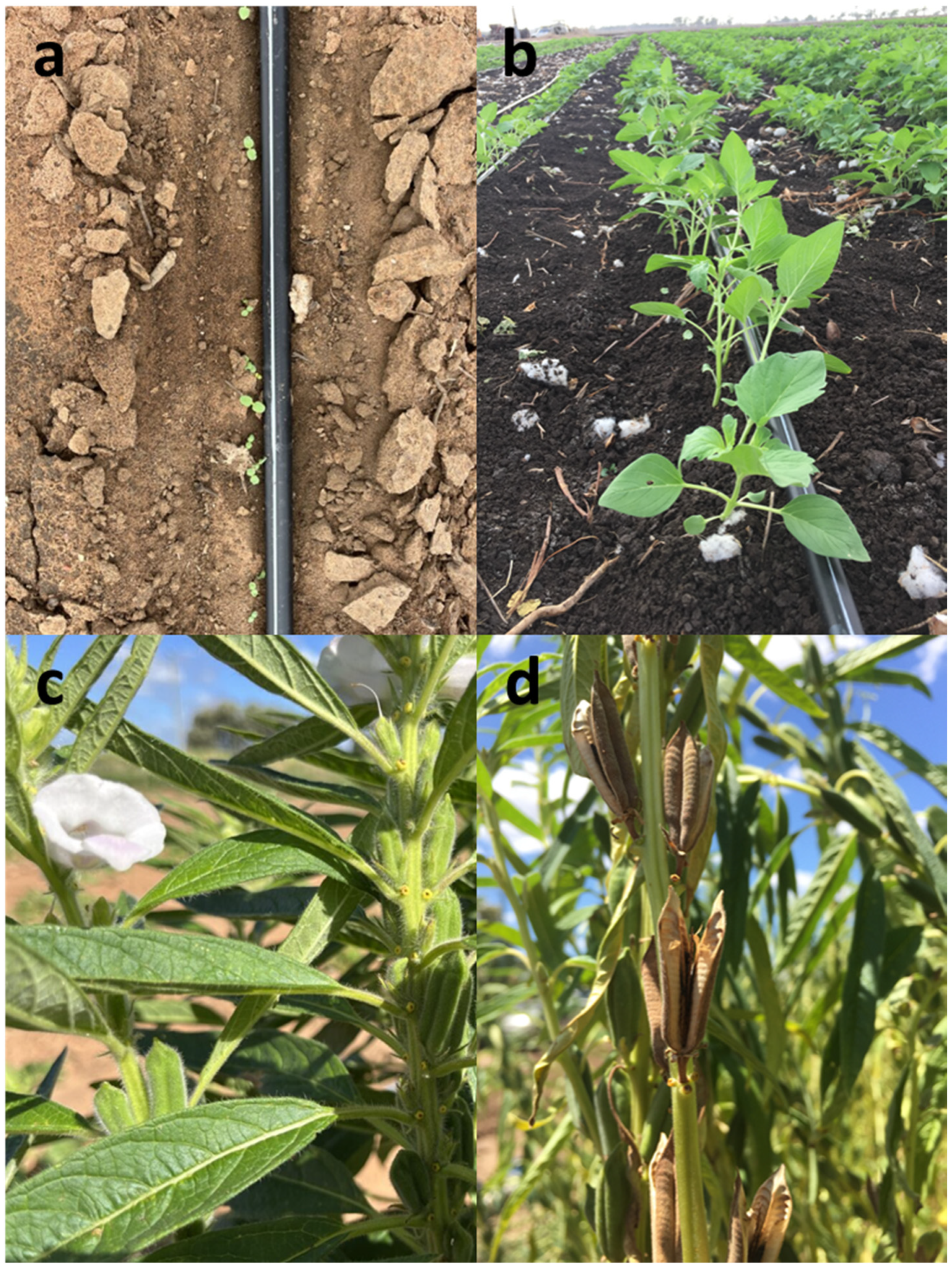 Plants 13 00793 g012