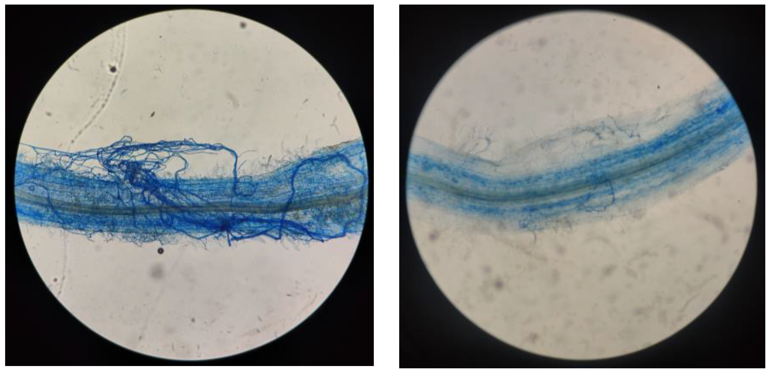 Plants 13 00805 g001