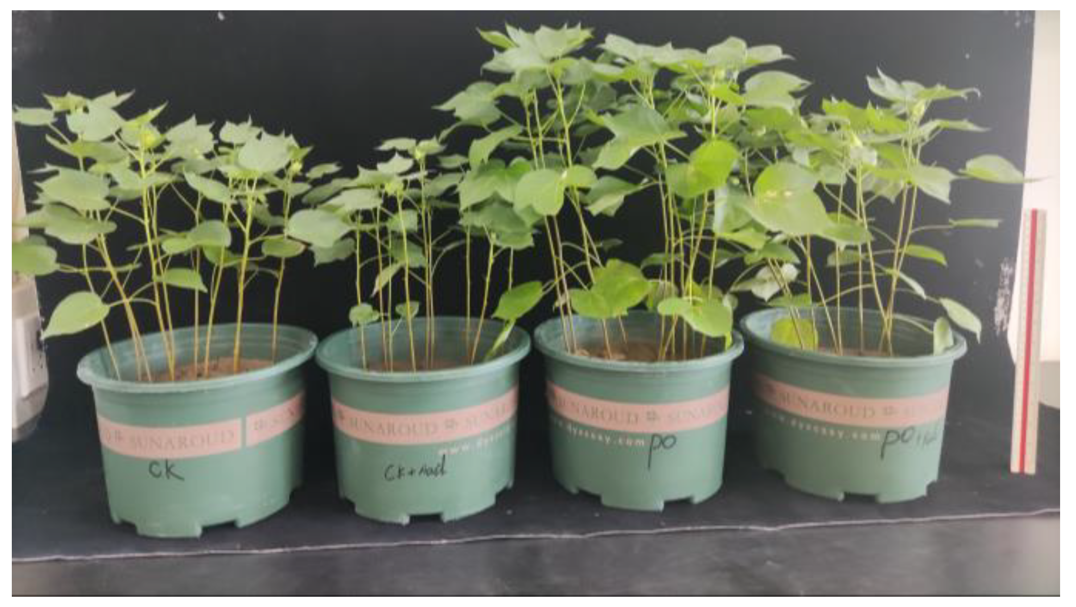 Plants 13 00805 g002