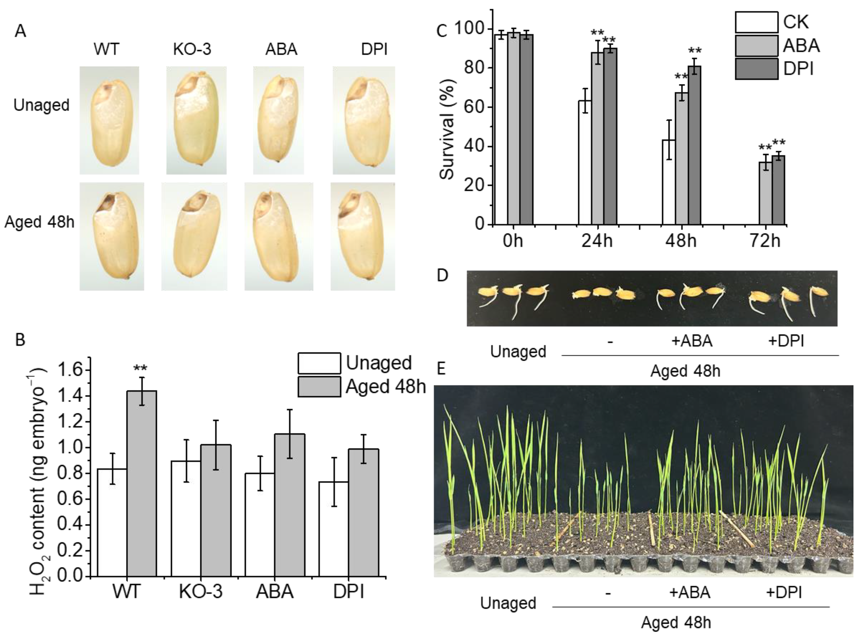 Plants 13 00809 g004