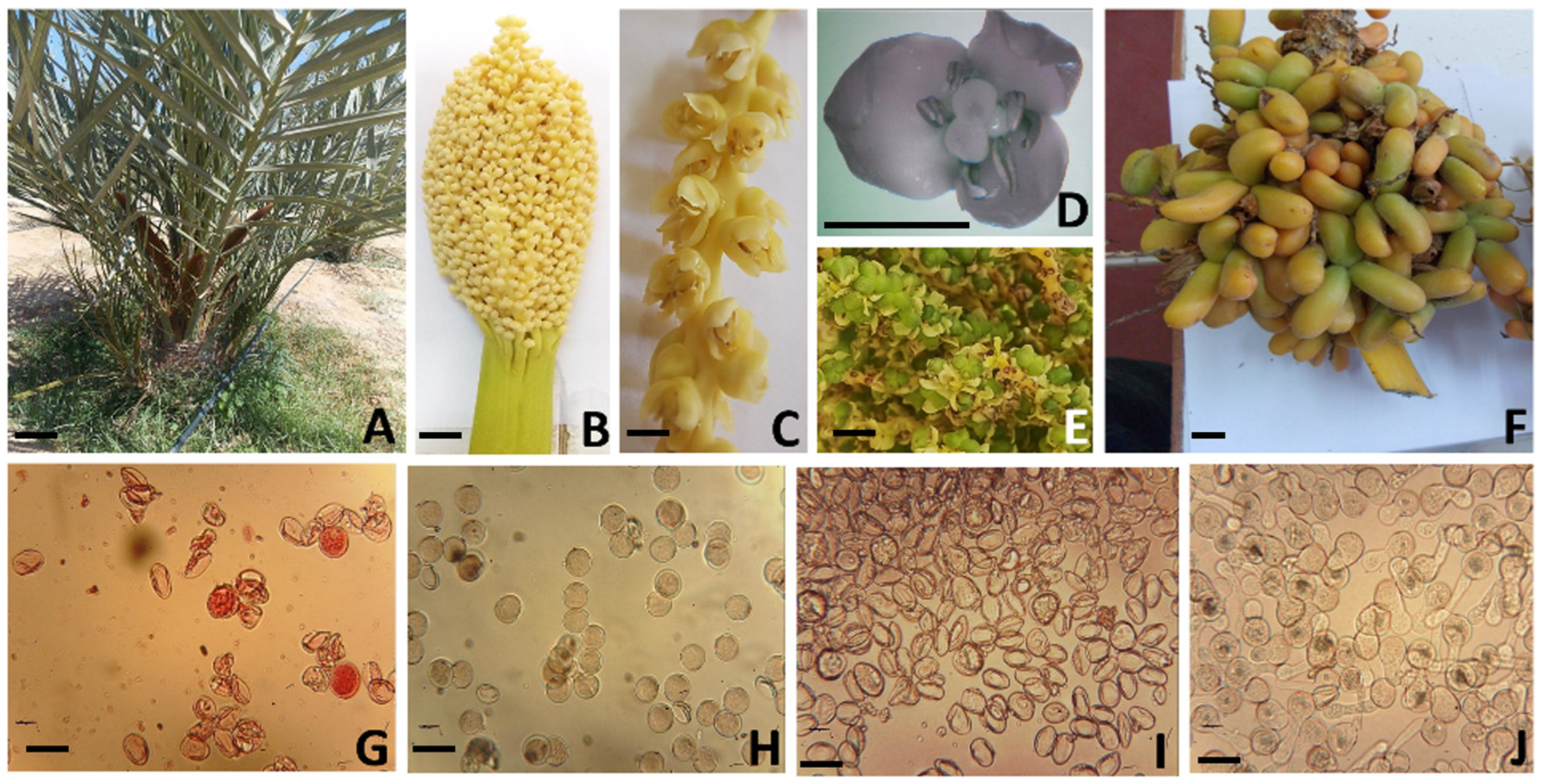 Plants 13 00815 g004