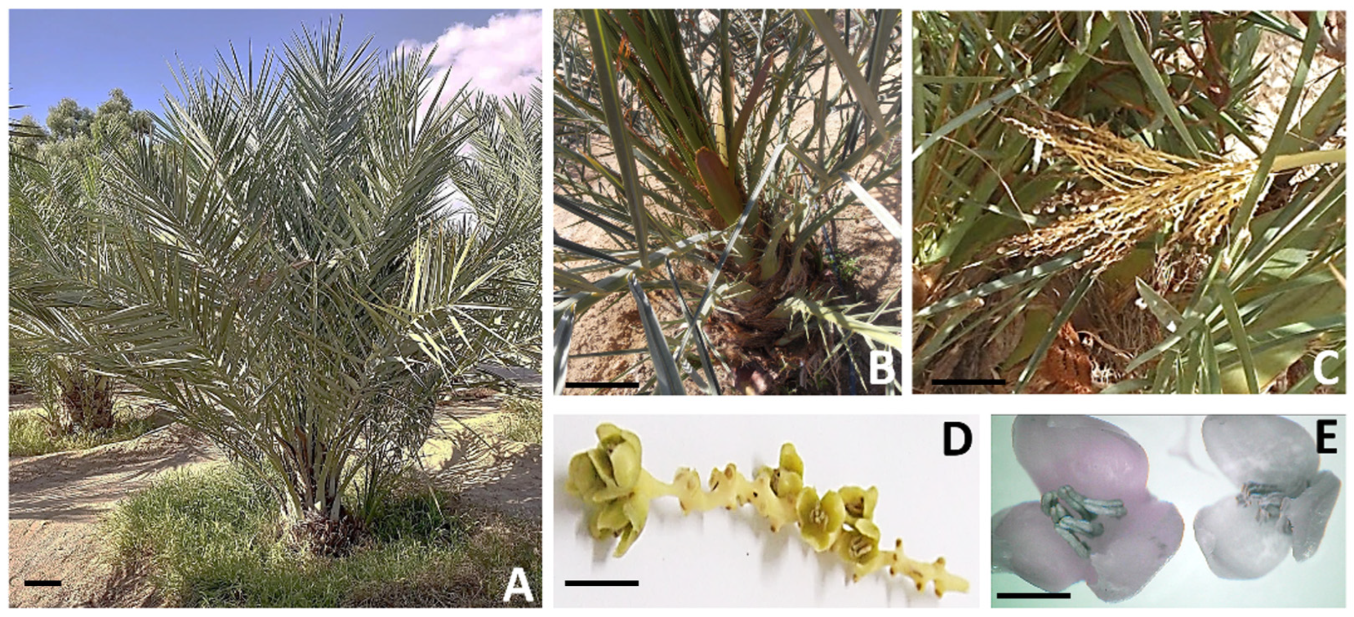 Plants 13 00815 g005