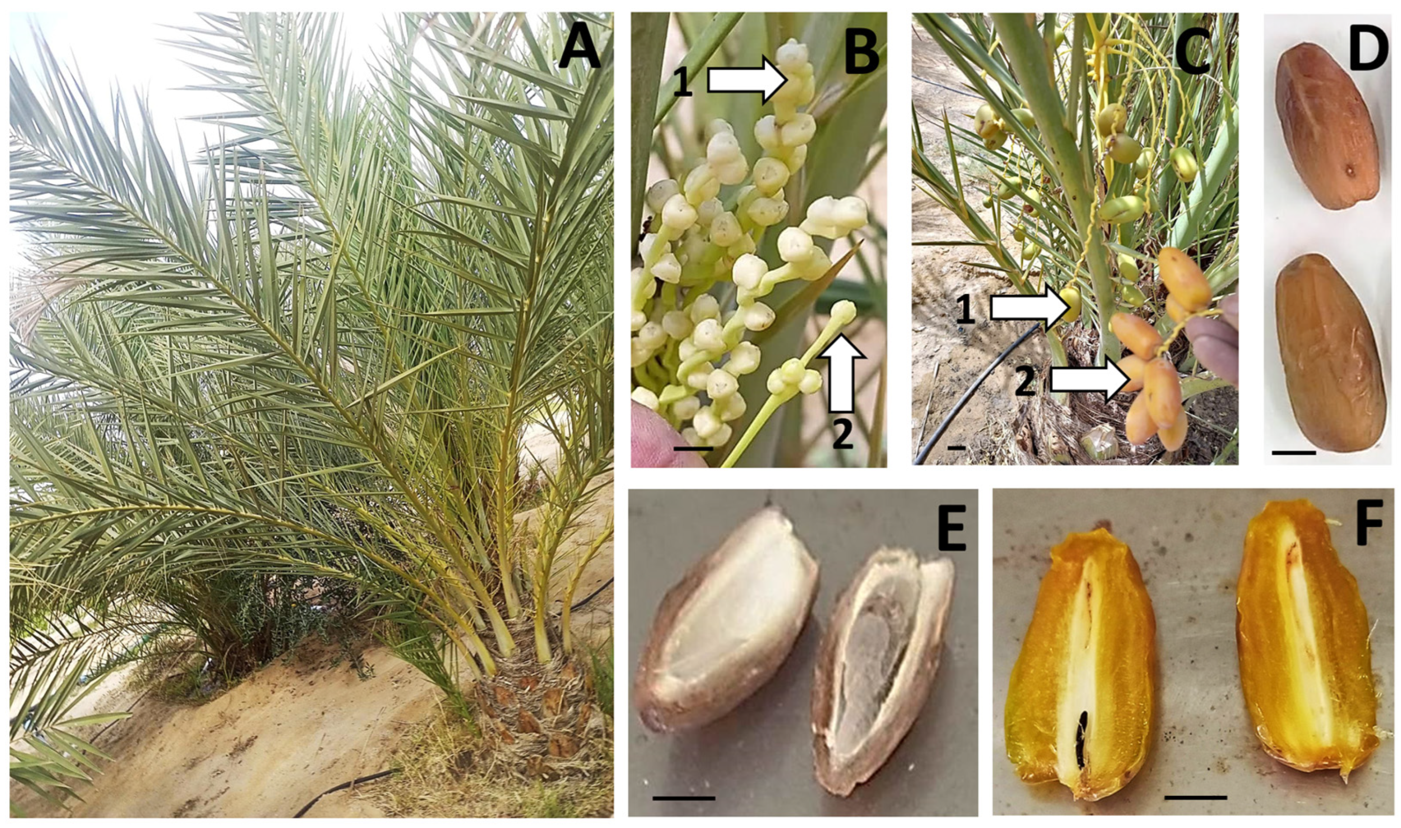 Plants 13 00815 g006