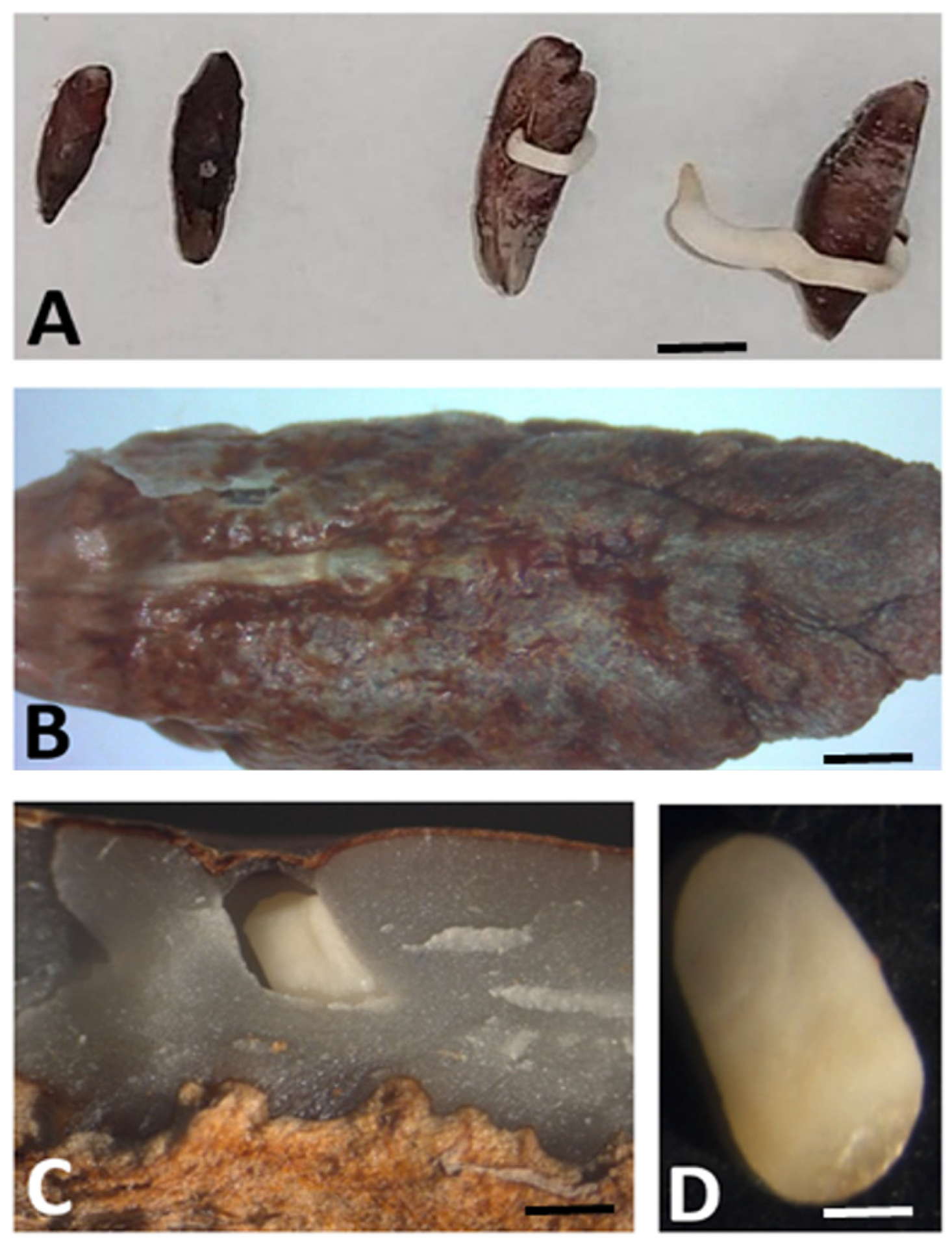 Plants 13 00815 g009