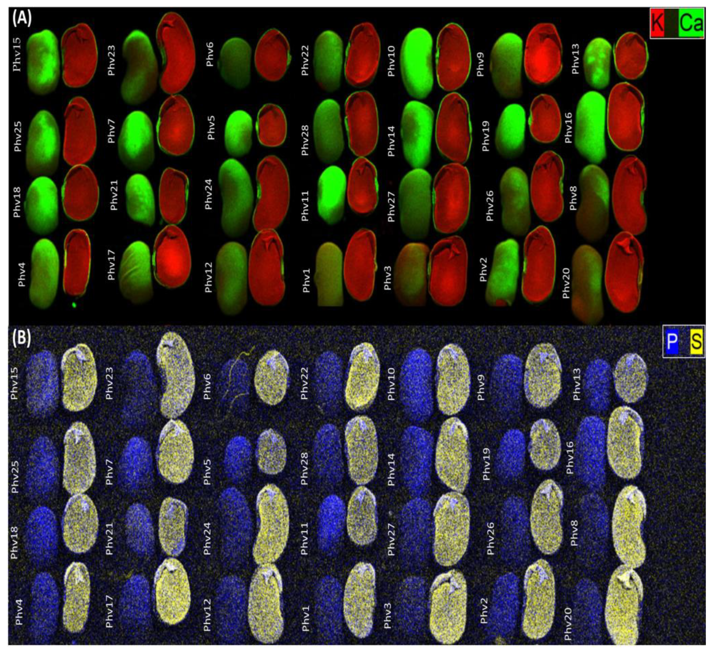 Plants 13 00817 g004