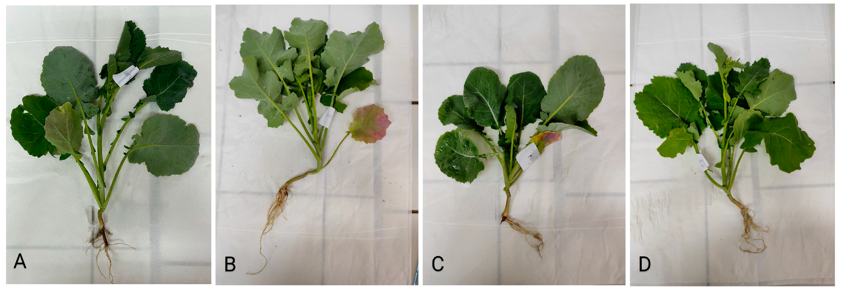 Plants 13 00818 g006 Plants 13 00818 g006