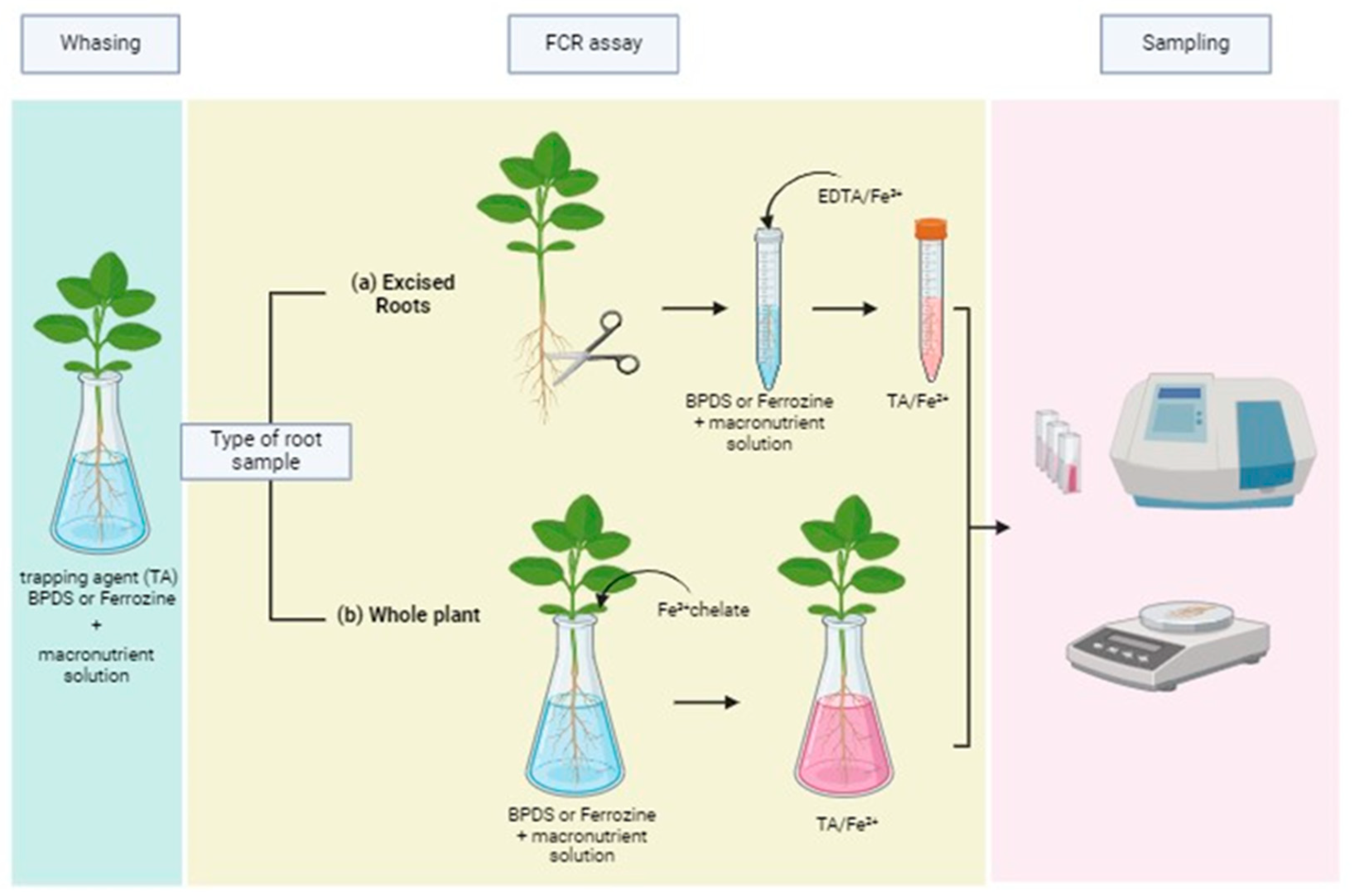 Plants 13 00819 g002