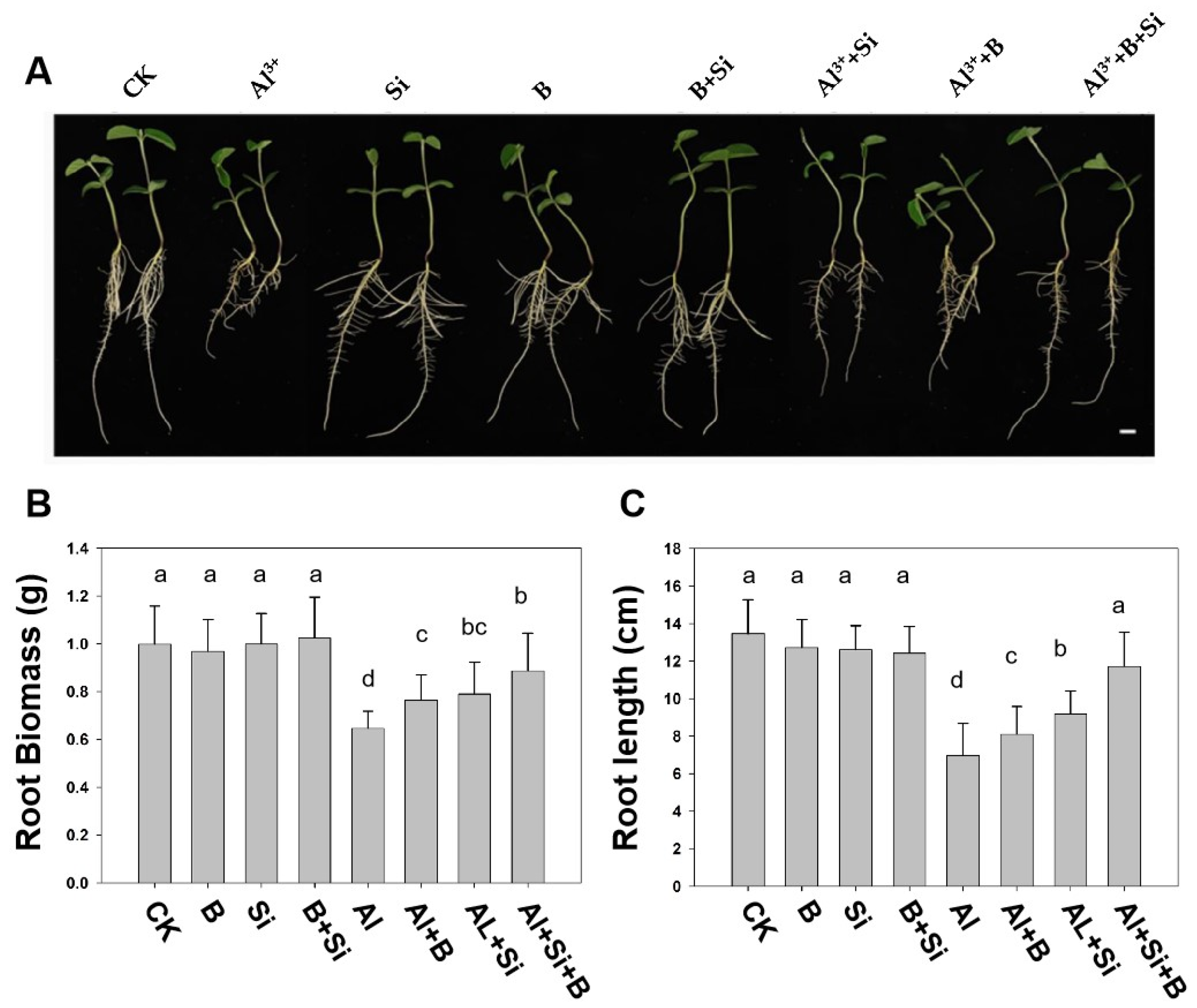 Plants 13 00821 g001