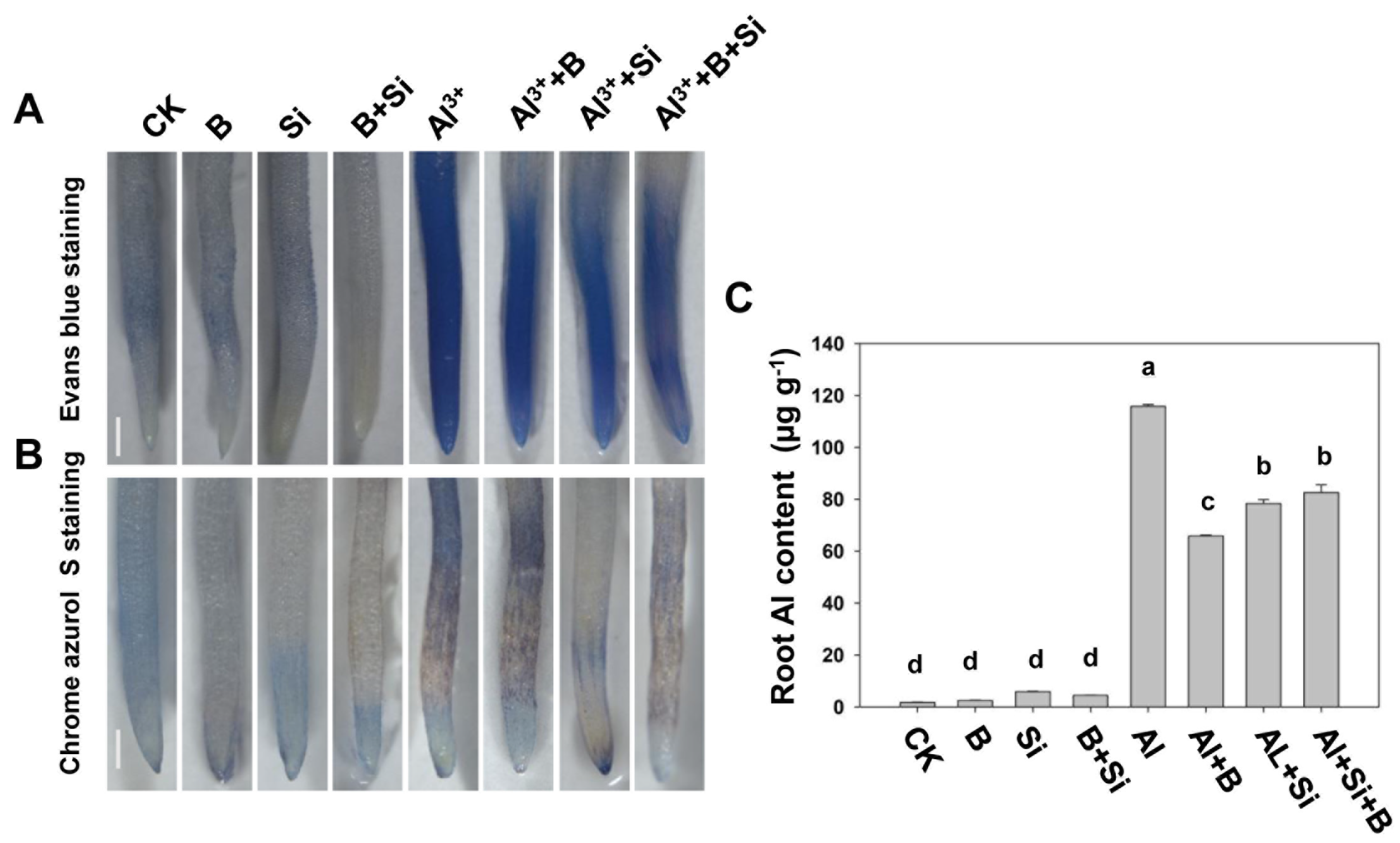 Plants 13 00821 g002