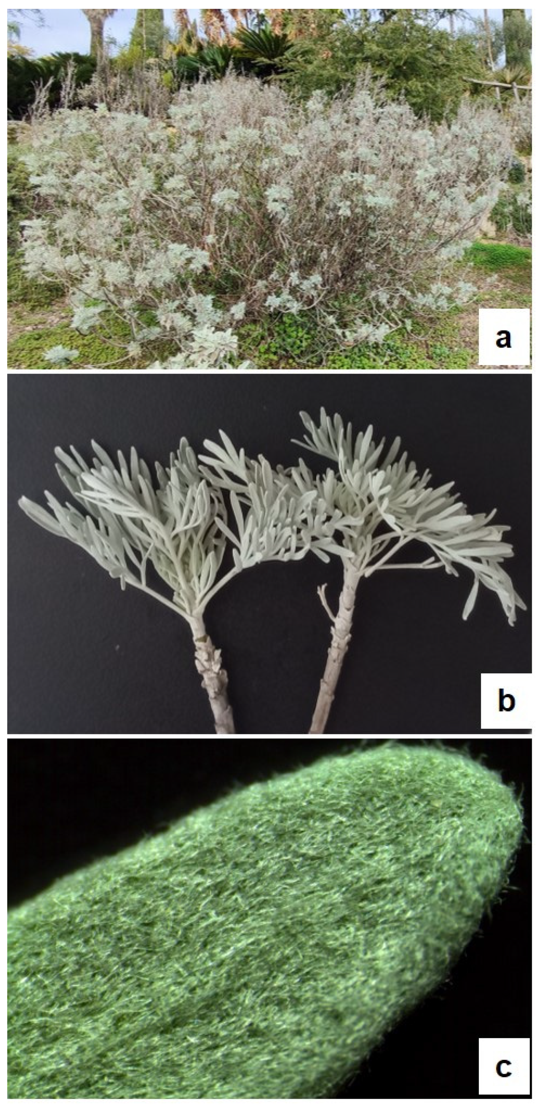 Plants 13 00825 g001