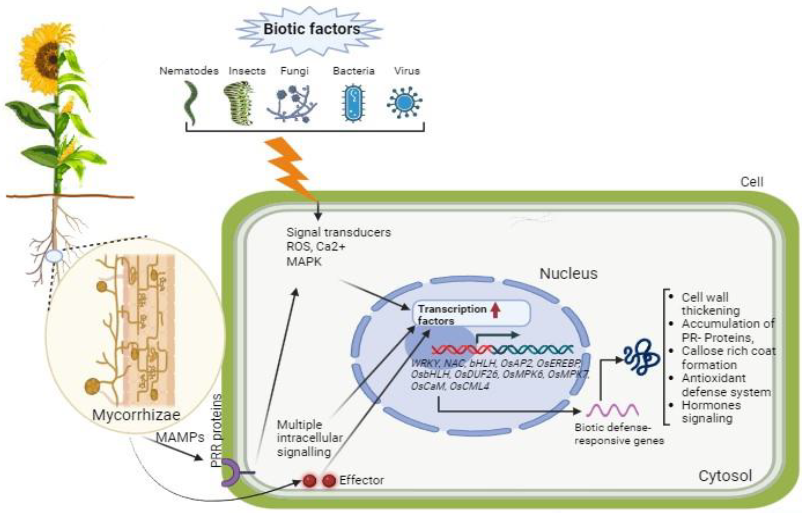 Plants 13 00826 g002