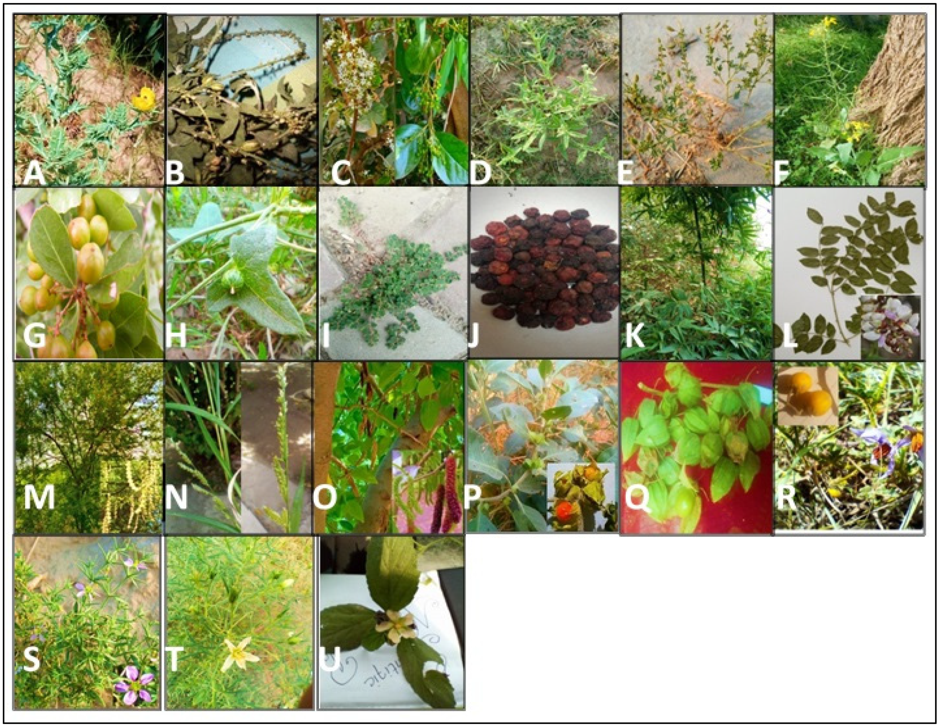 Plants 13 00832 g006