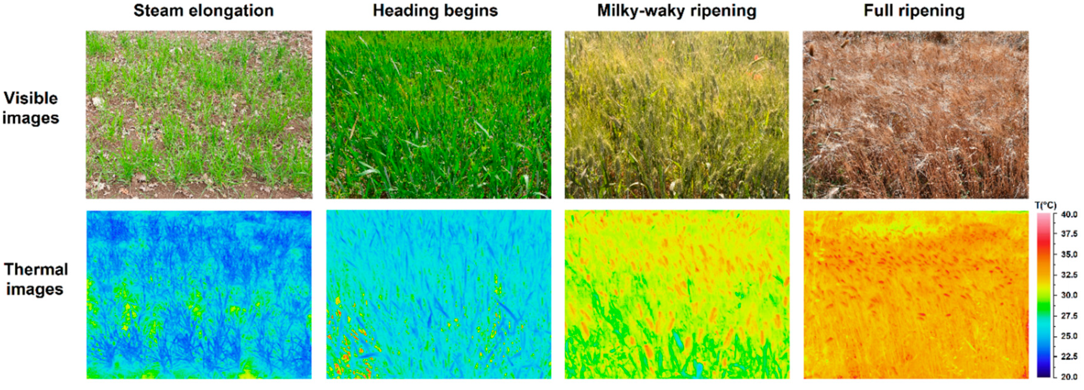 Plants 13 00836 g002