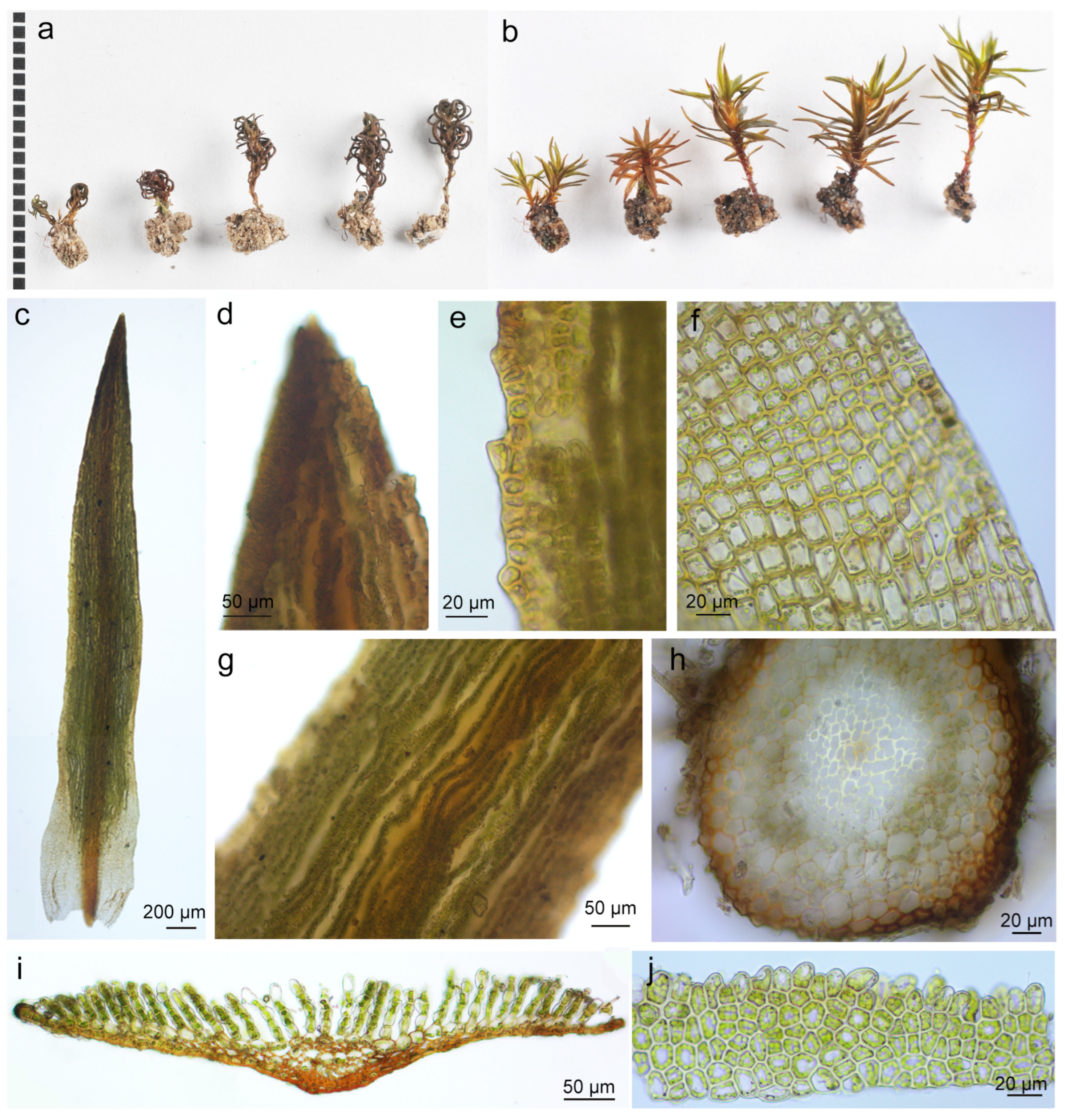 Plants 13 00846 g001 Plants 13 00846 g001