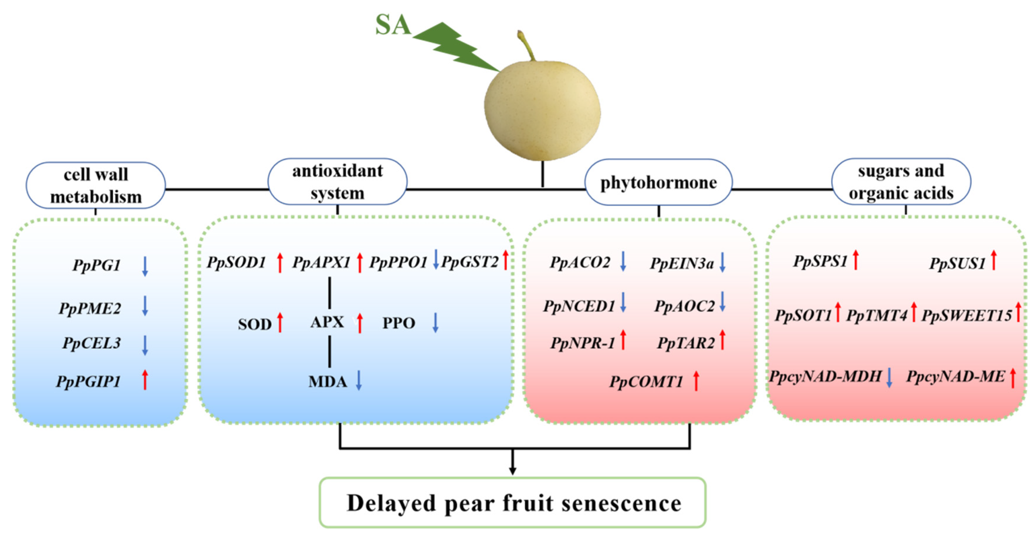 Plants 13 00848 g009 Plants 13 00848 g009