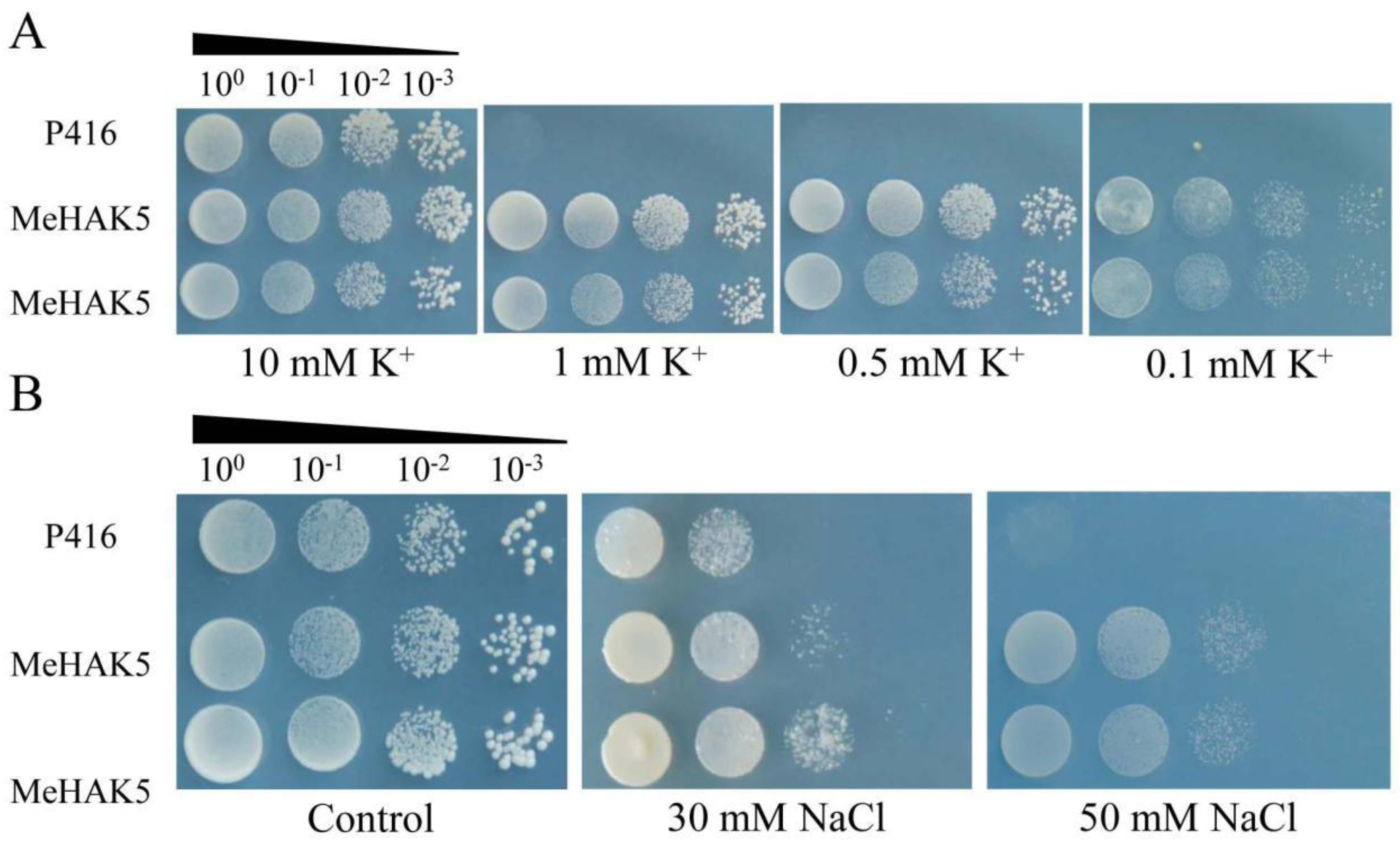 Plants 13 00849 g004