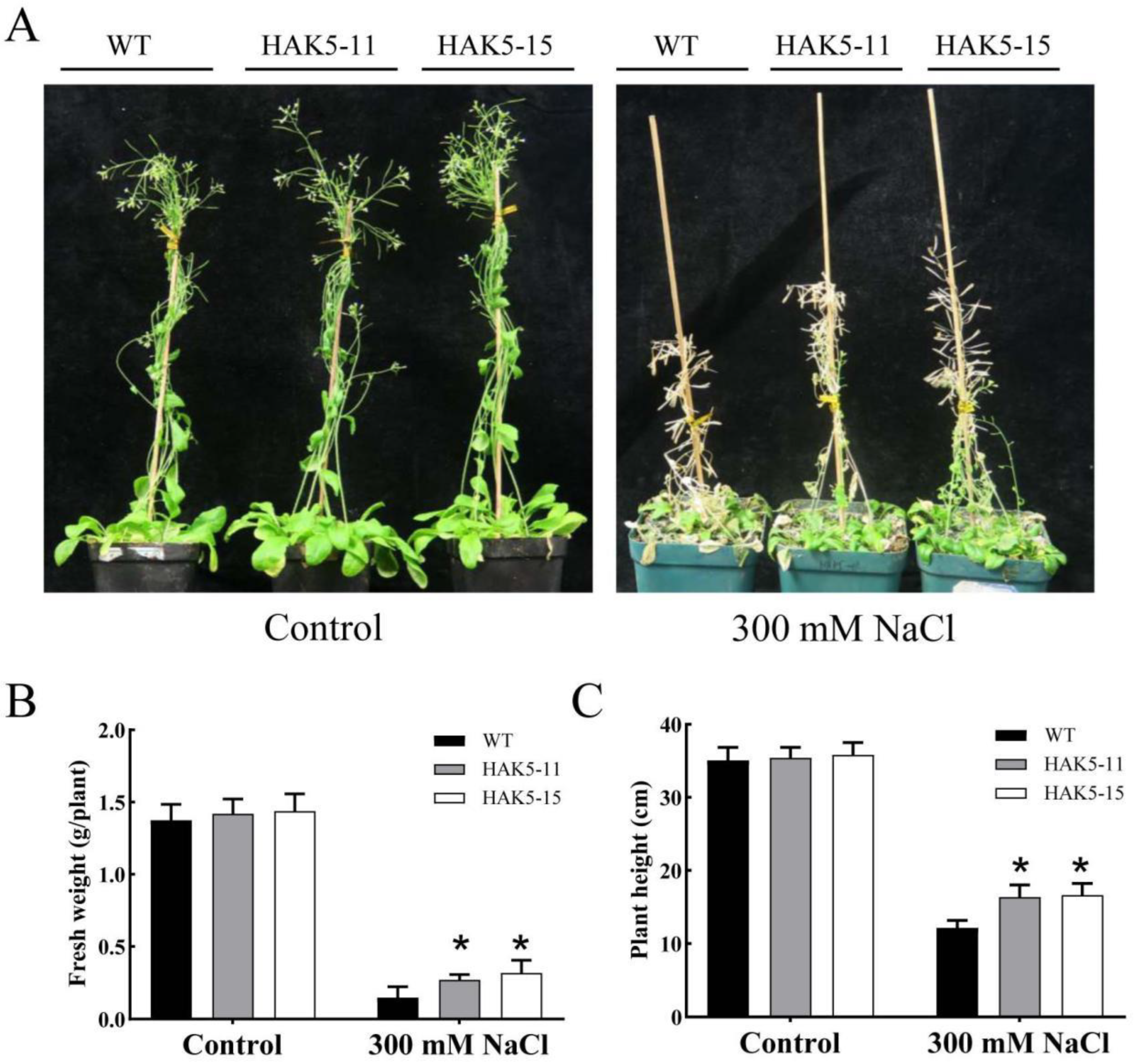 Plants 13 00849 g007