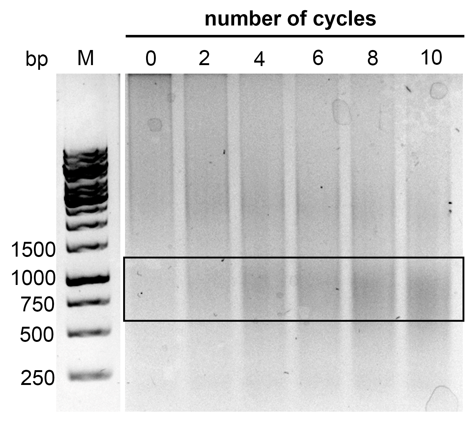 Plants 13 00850 g002