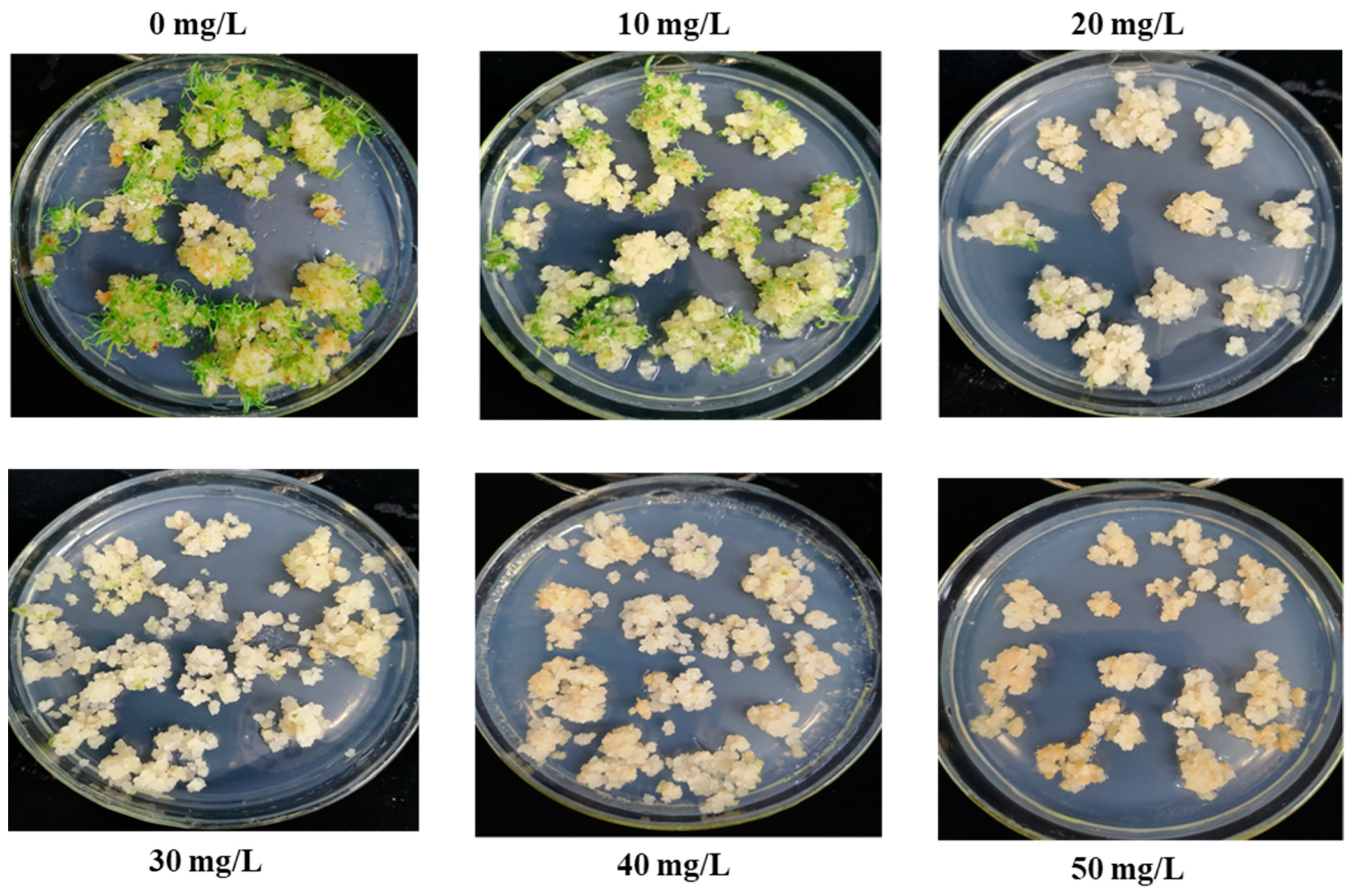 Plants 13 00852 g002