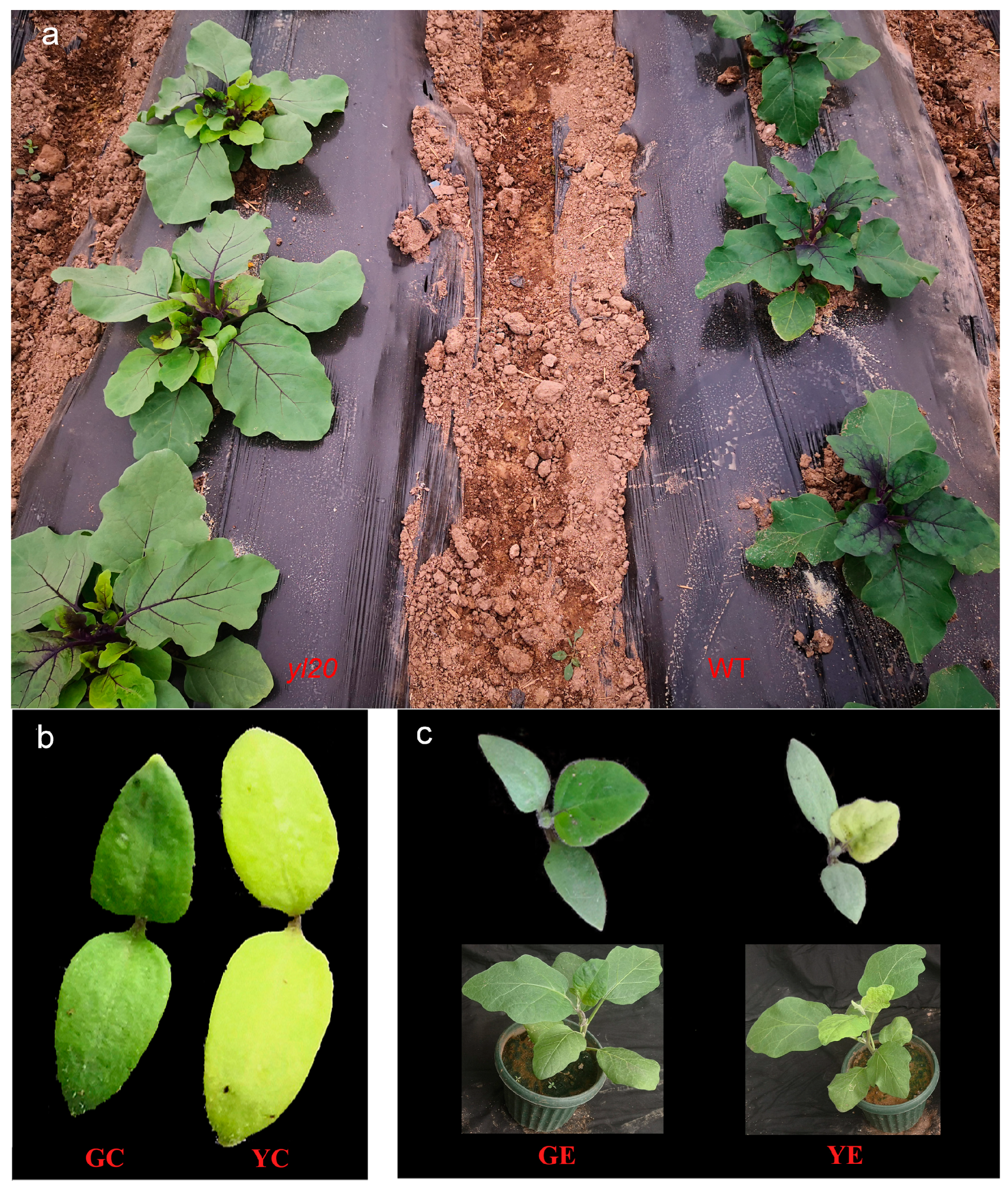 Plants 13 00855 g001 Plants 13 00855 g001