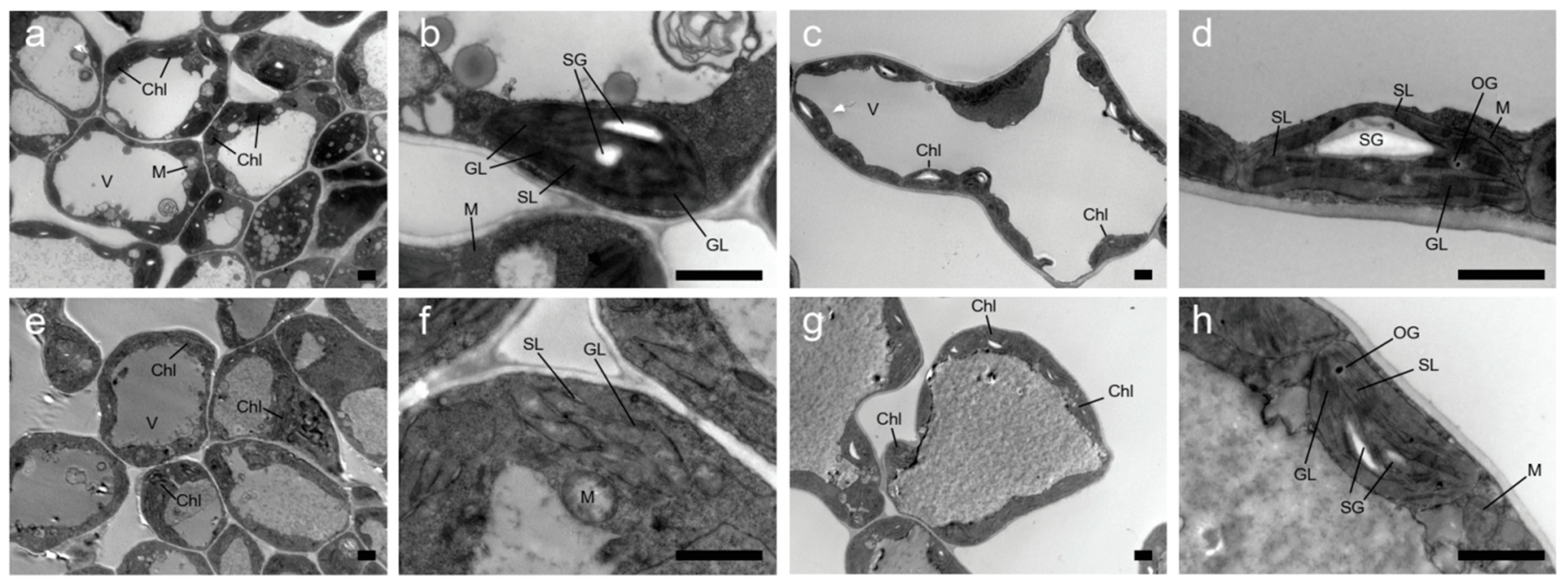 Plants 13 00855 g002 Plants 13 00855 g002