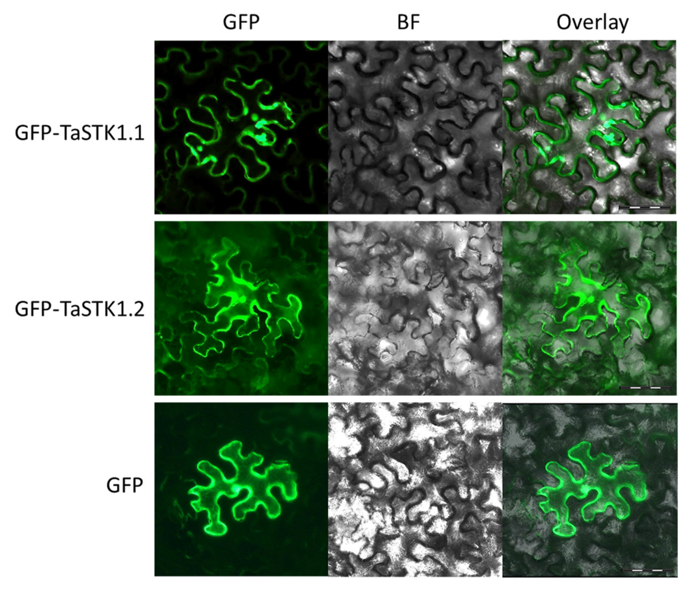 Plants 13 00856 g006