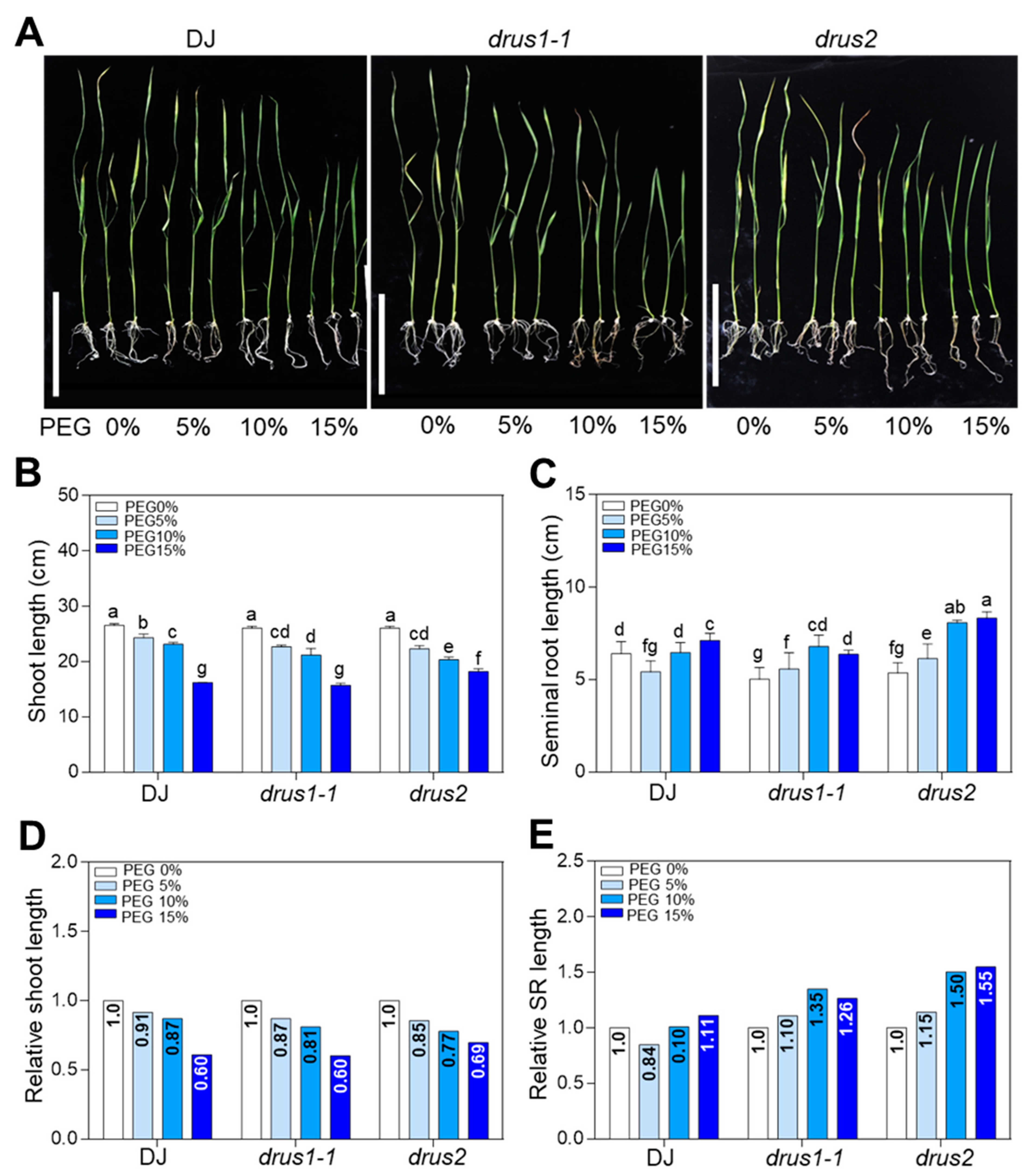 Plants 13 00860 g001