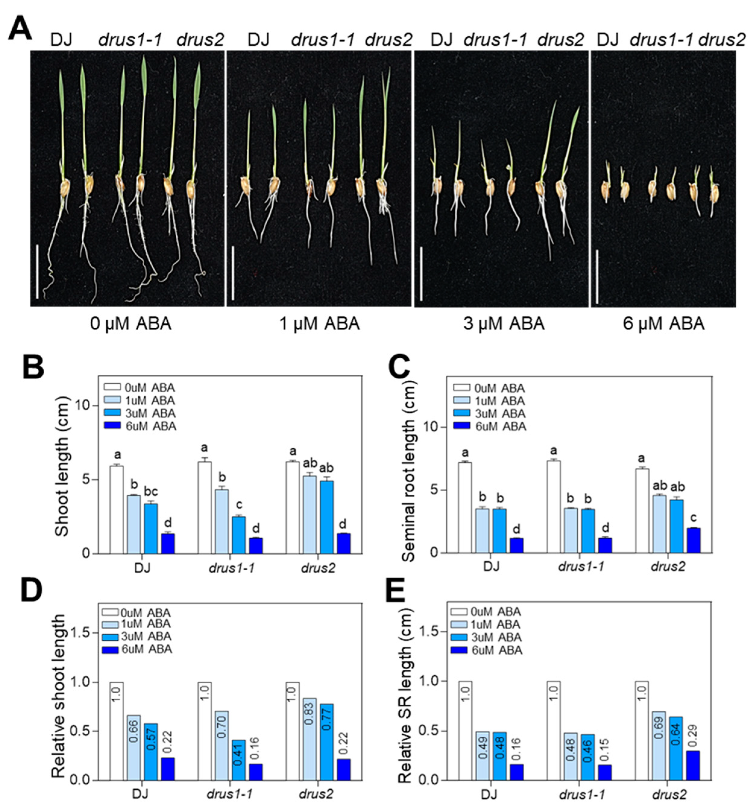 Plants 13 00860 g005