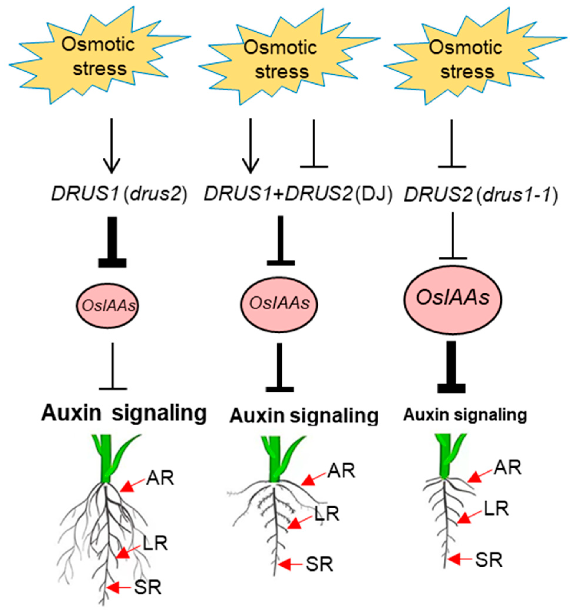 Plants 13 00860 g009
