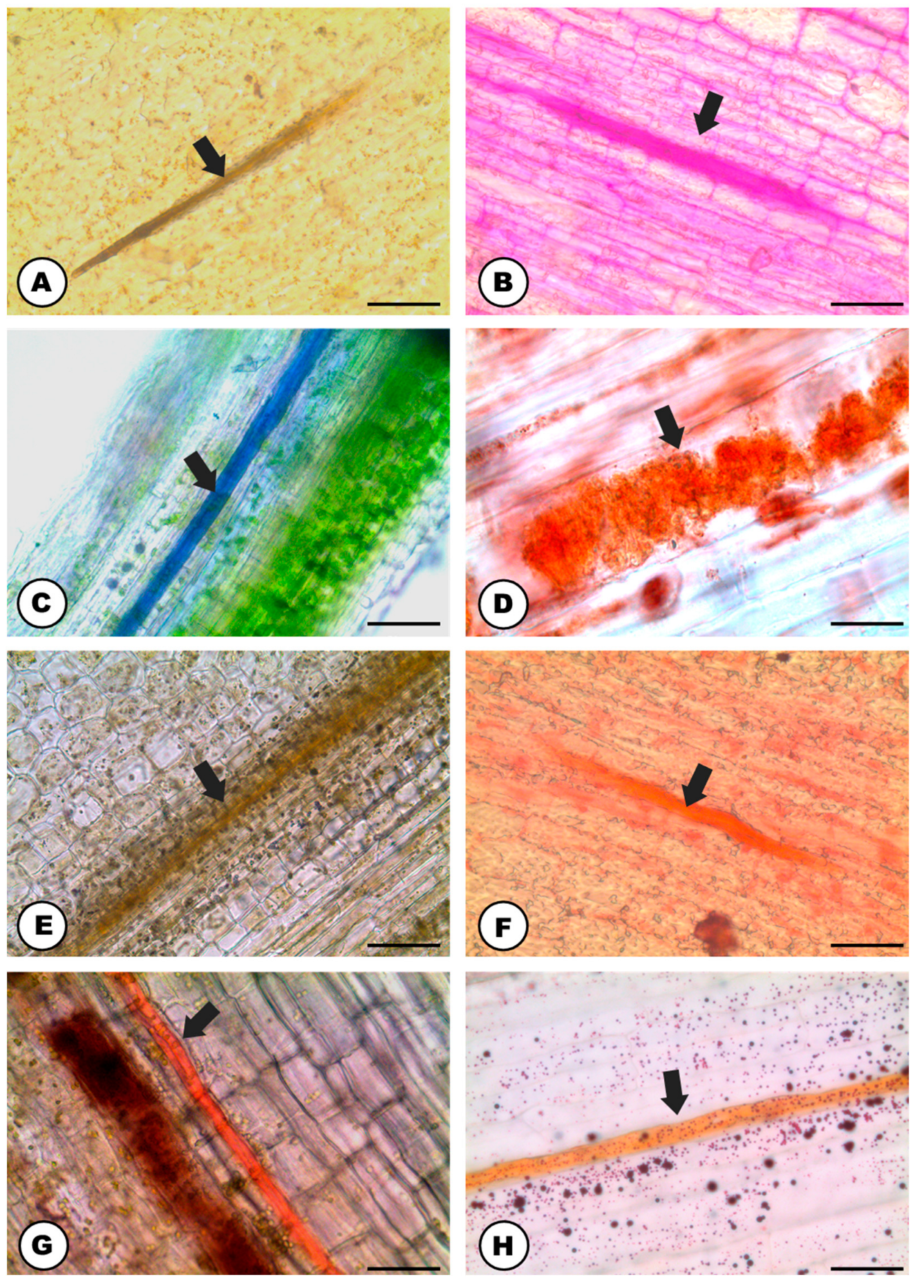 Plants 13 00864 g002 Plants 13 00864 g002