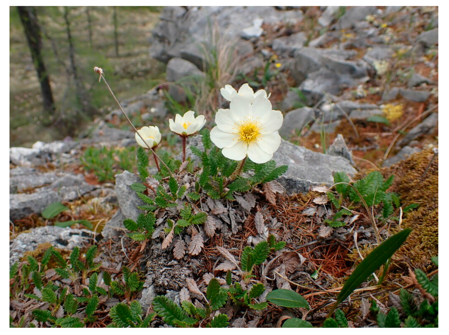 Plants 13 00868 g001