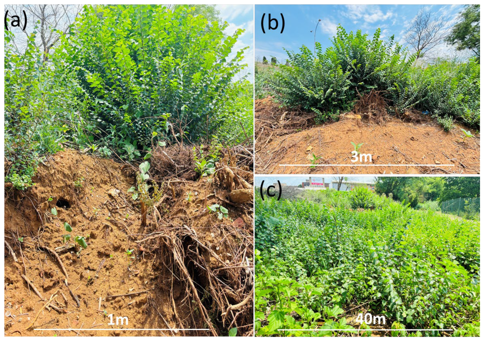 Plants 13 00872 g007