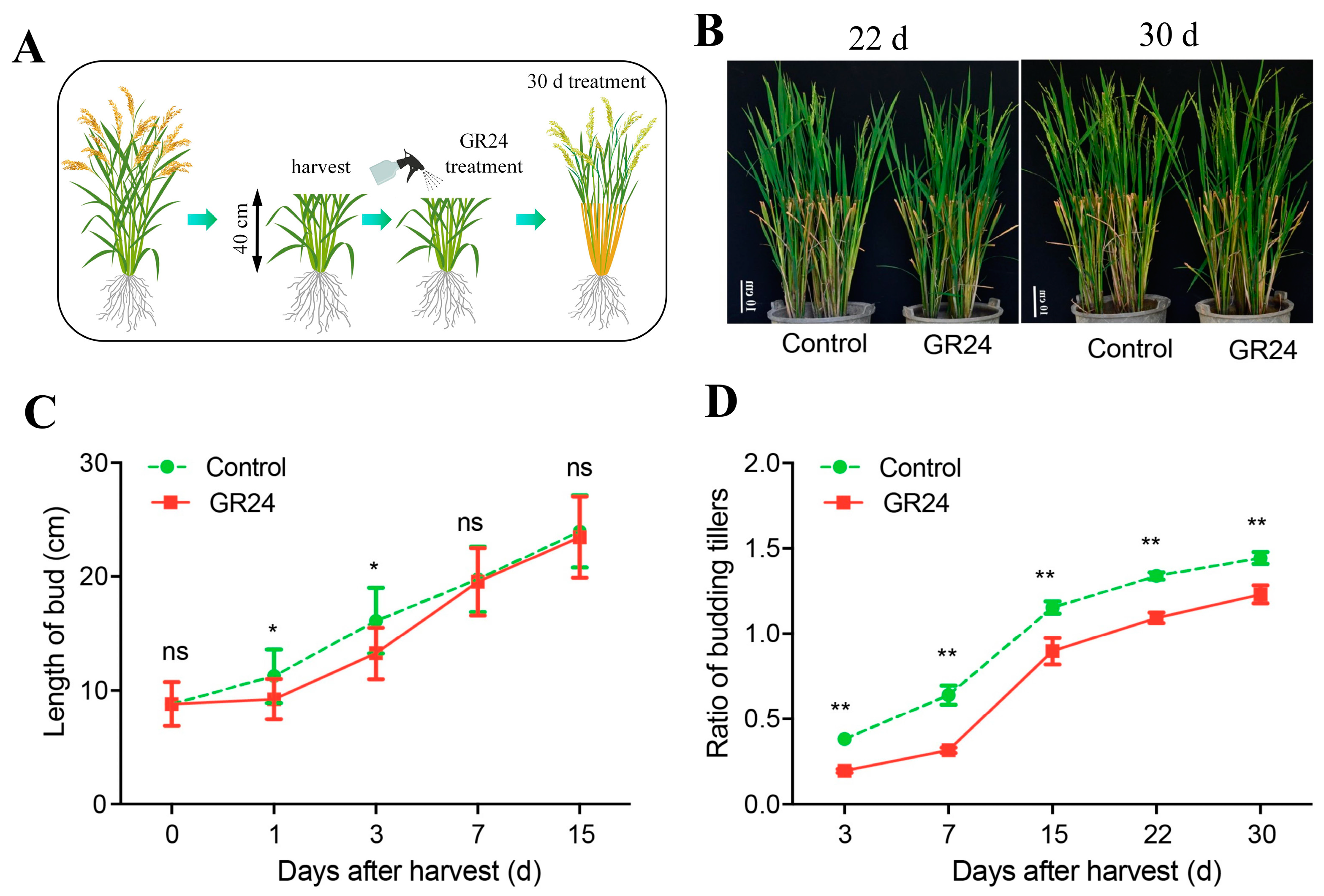 Plants 13 00899 g001