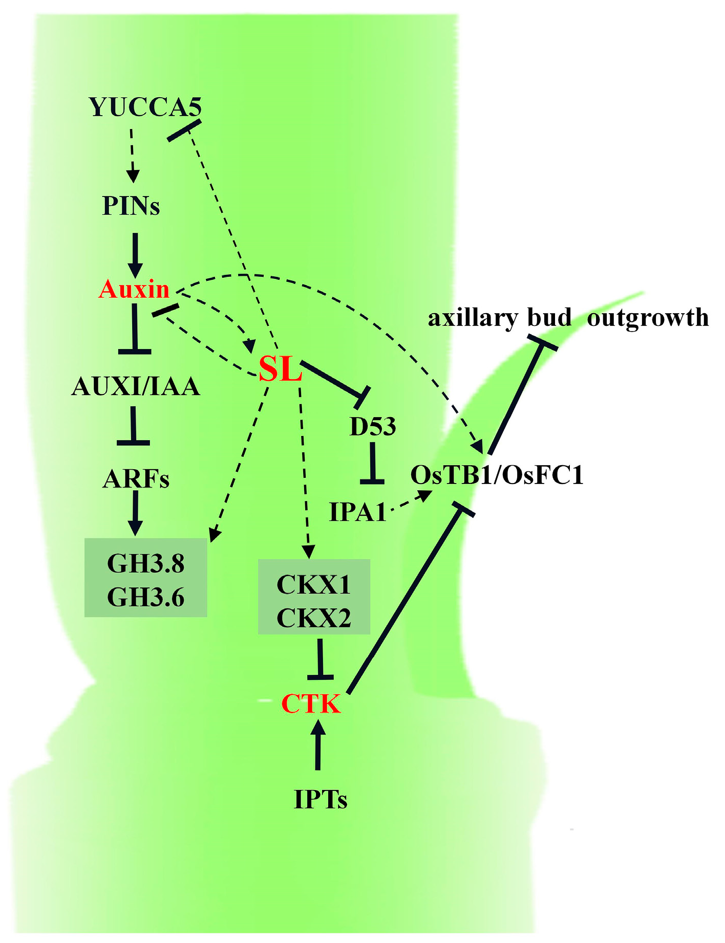 Plants 13 00899 g007