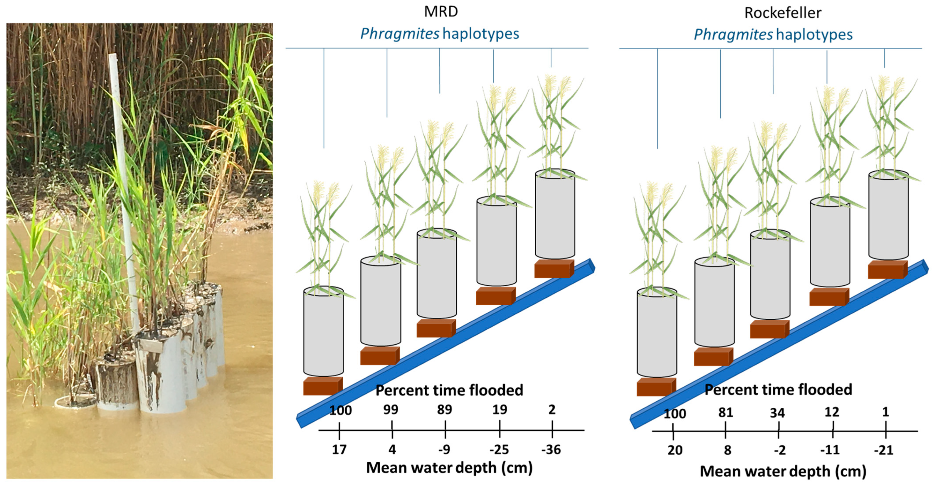 Plants 13 00906 g001