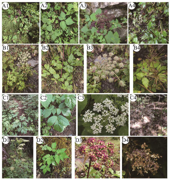 Phylogeny and Taxonomic Revision of the Genus Melanosciadium