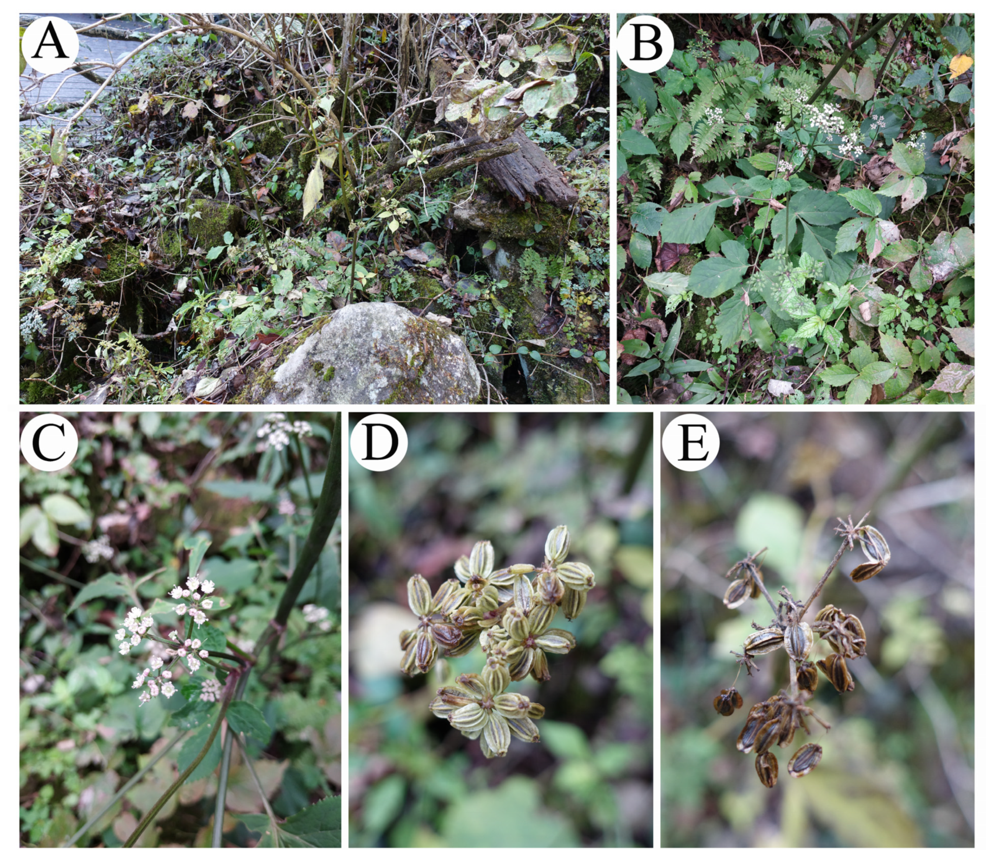 Plants 13 00907 g002