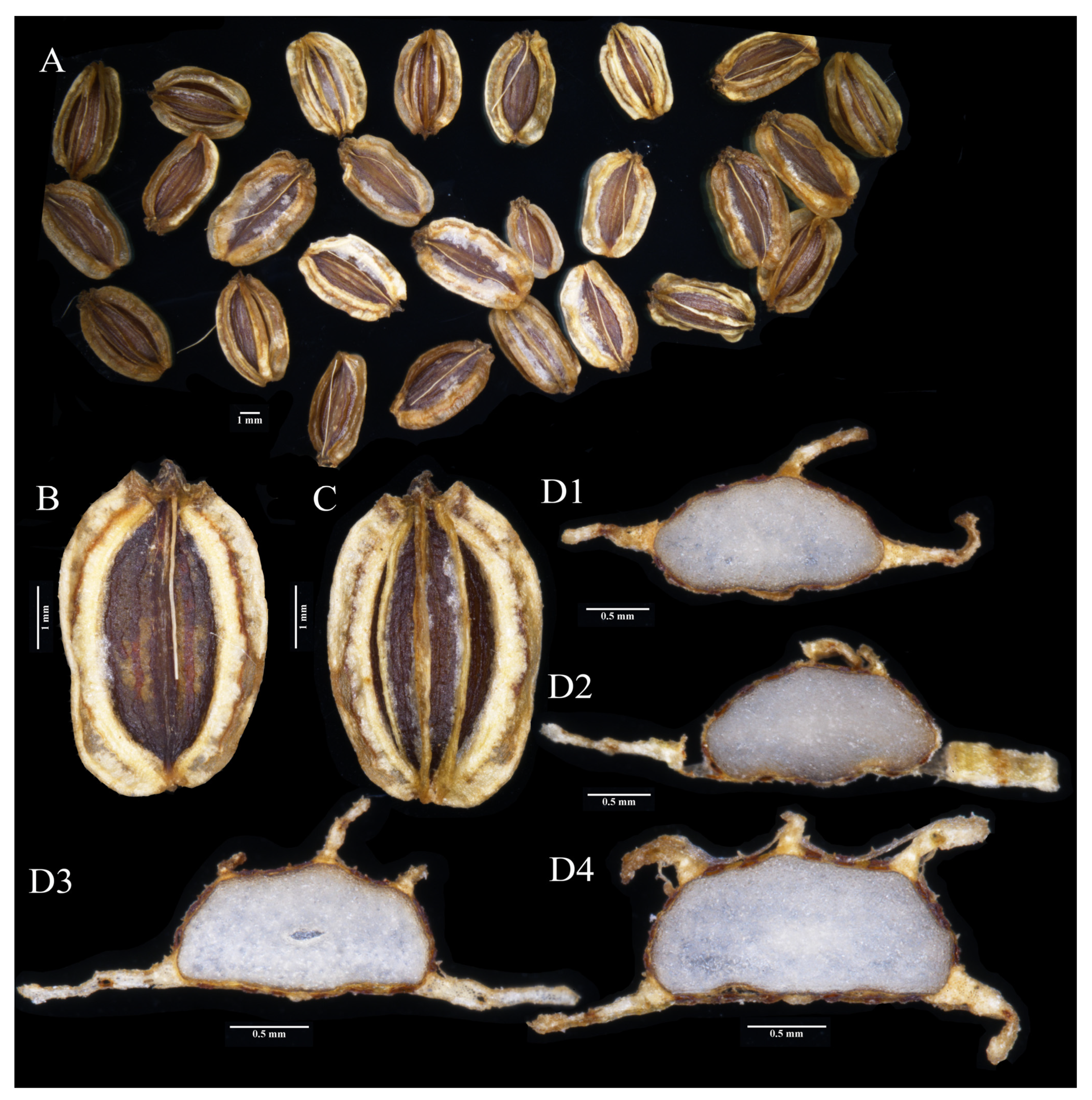 Plants 13 00907 g004